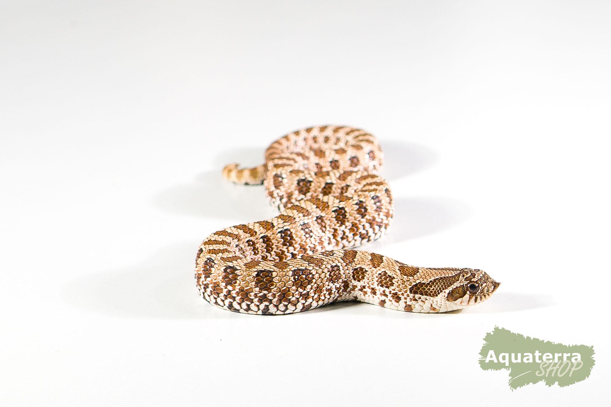 Heterodon nasicus, Westliche Hakennasennatter