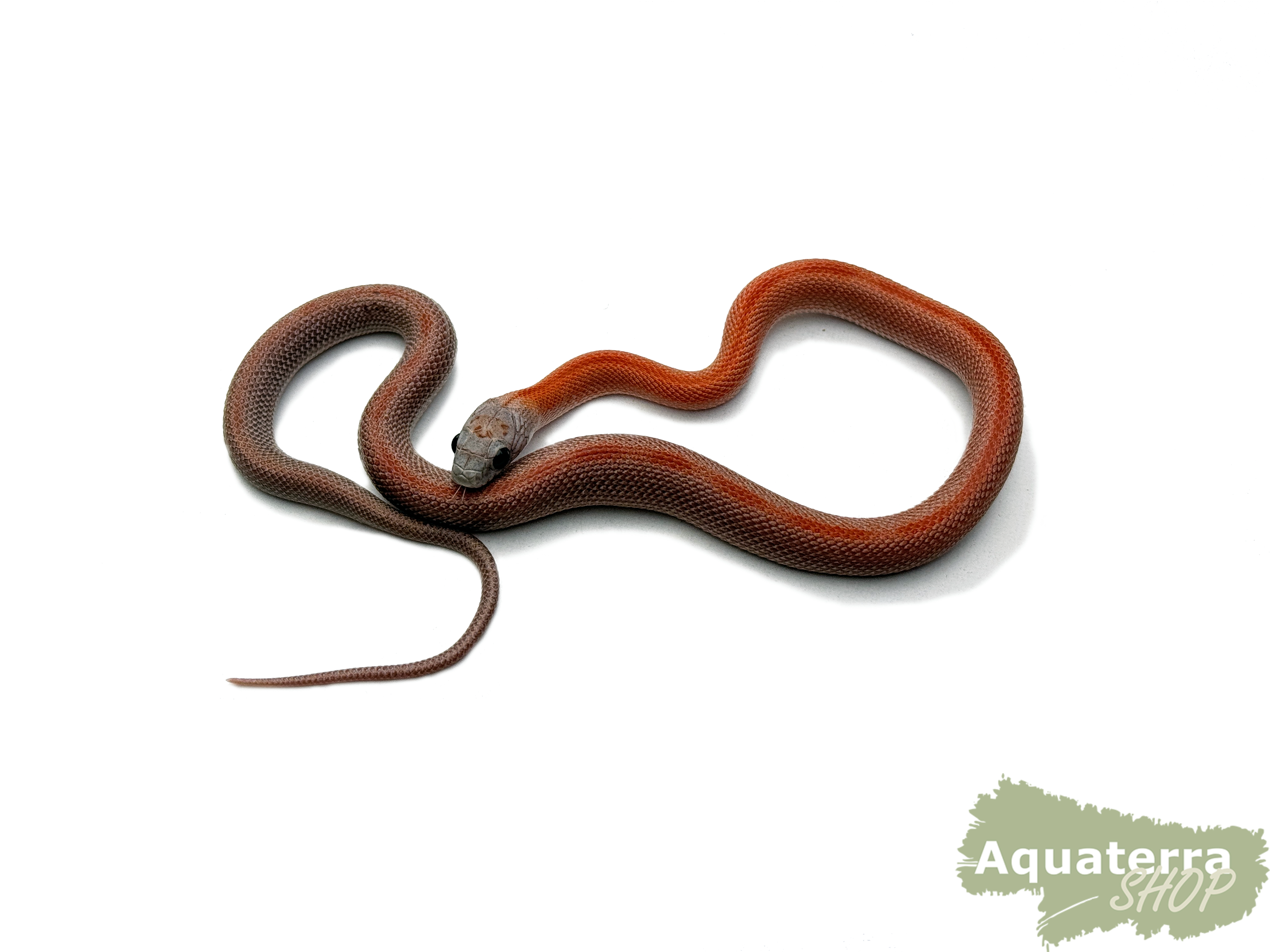 Pantherophis guttatus, Kornnatter