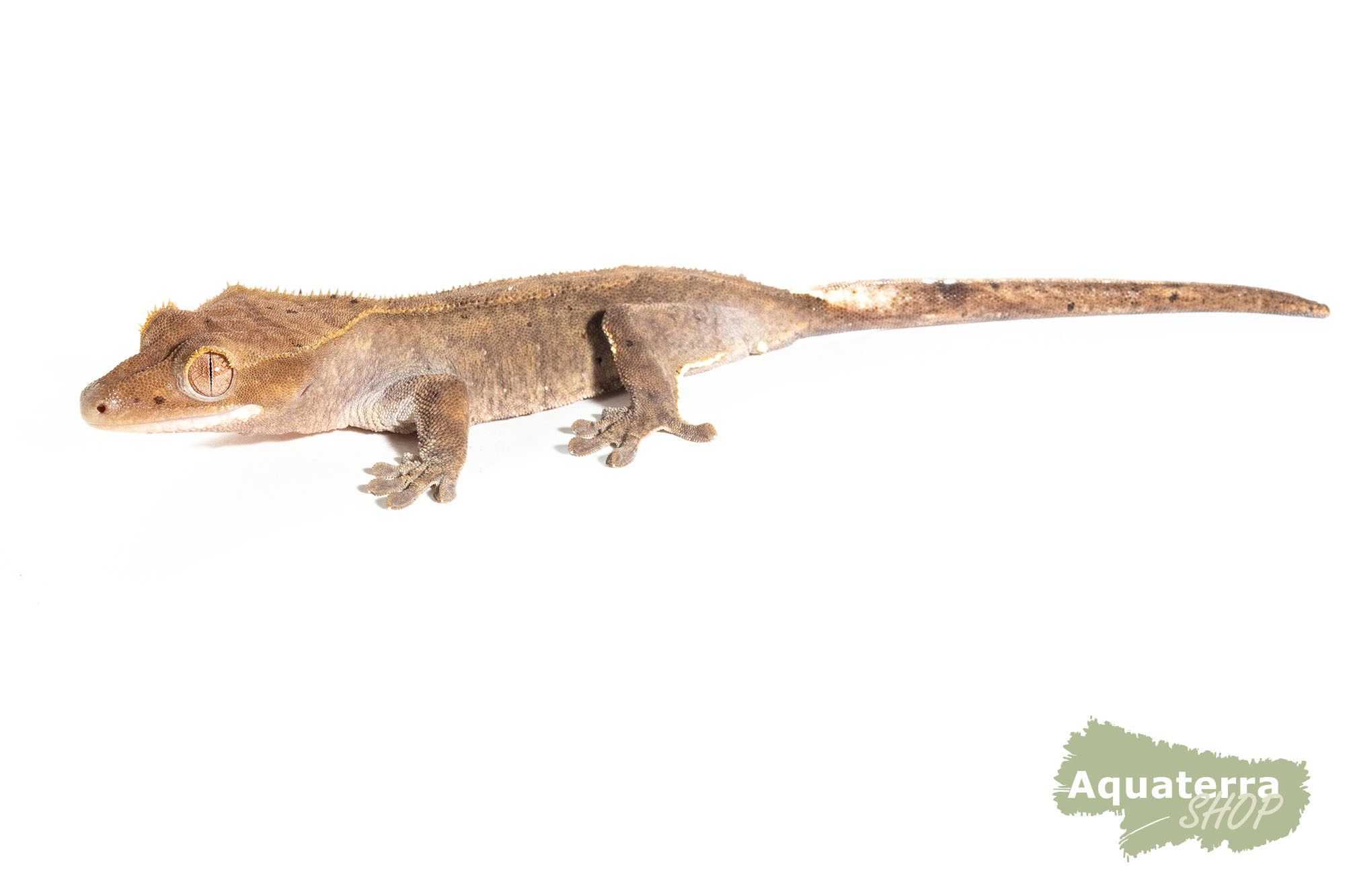 Correlophus Ciliatus, Kronengecko