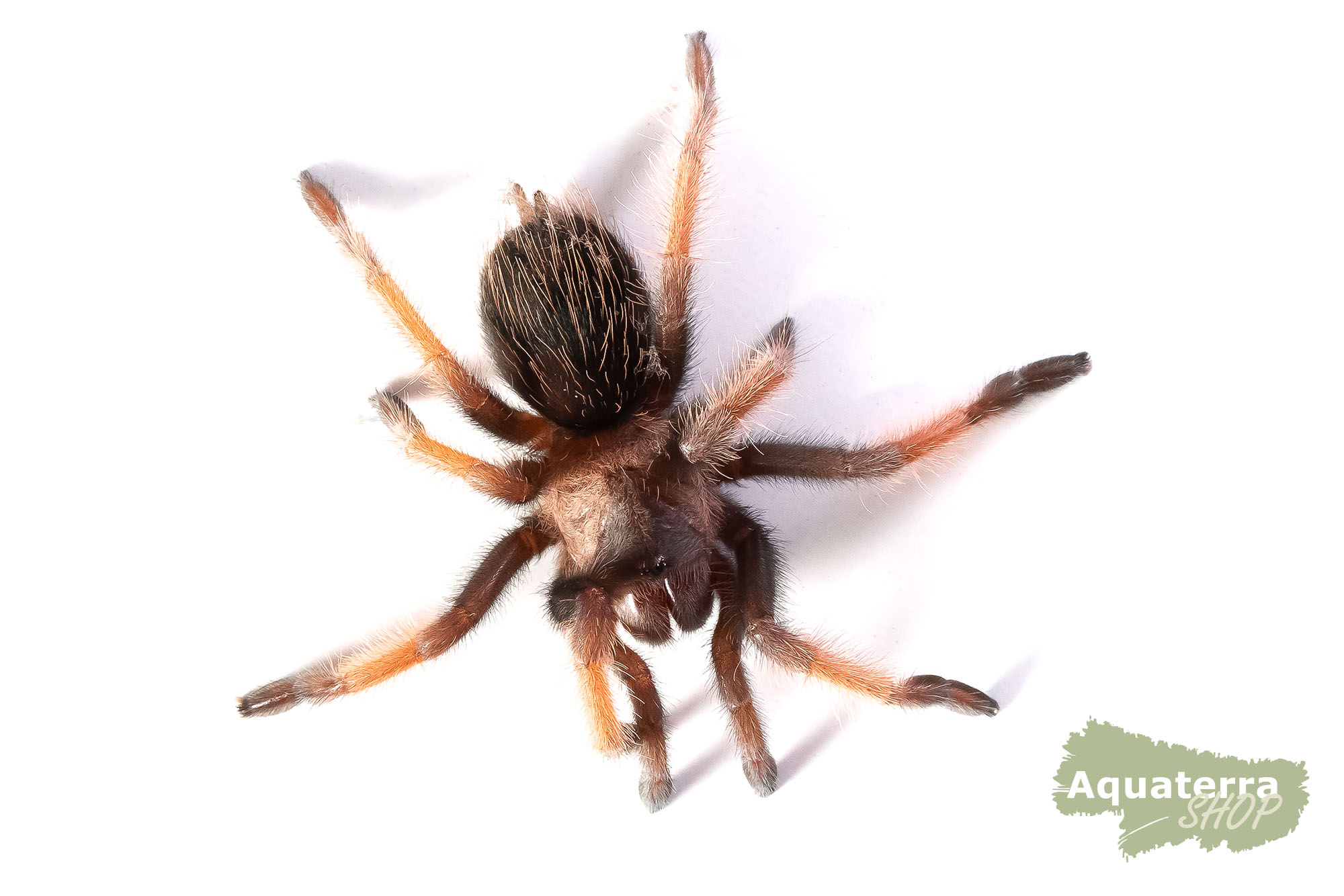 Brachypelma Emilia 