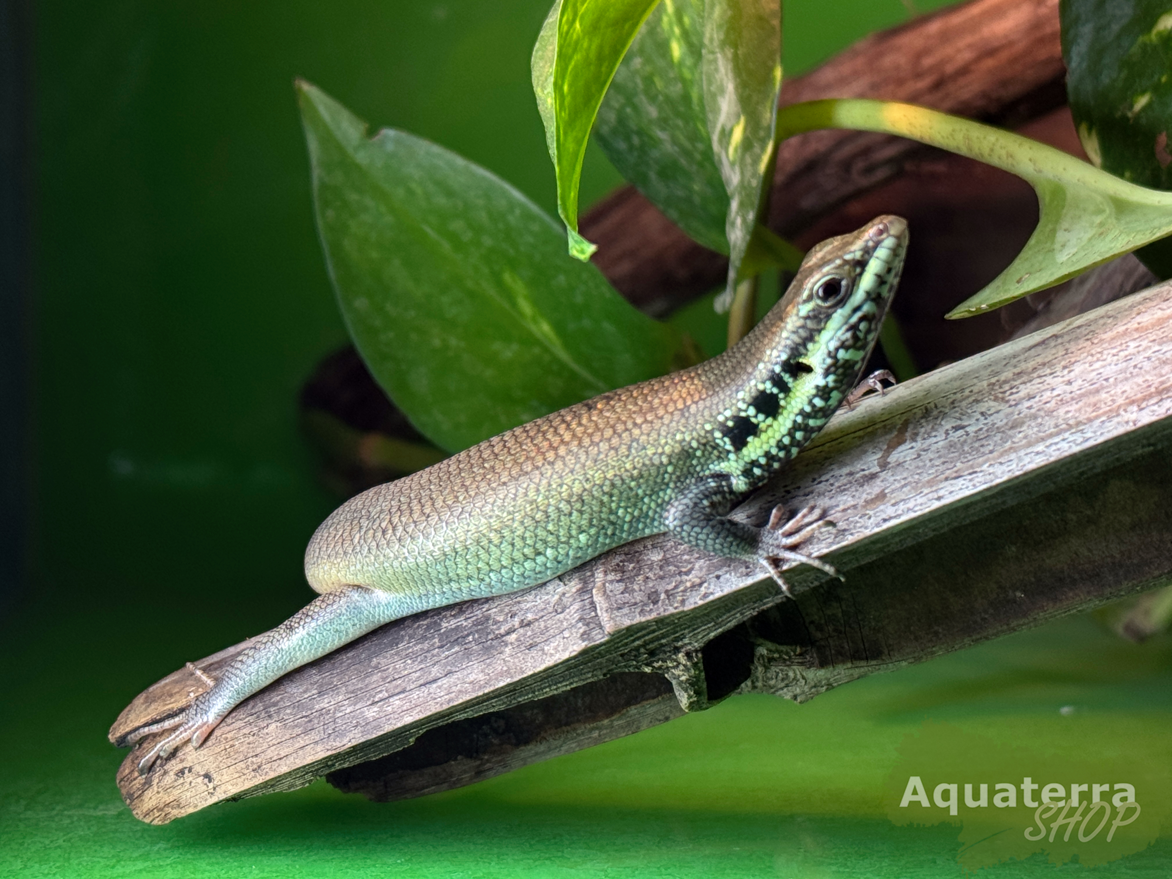 Trachylepis quinquetaeniata, Fünfstreifenskink 