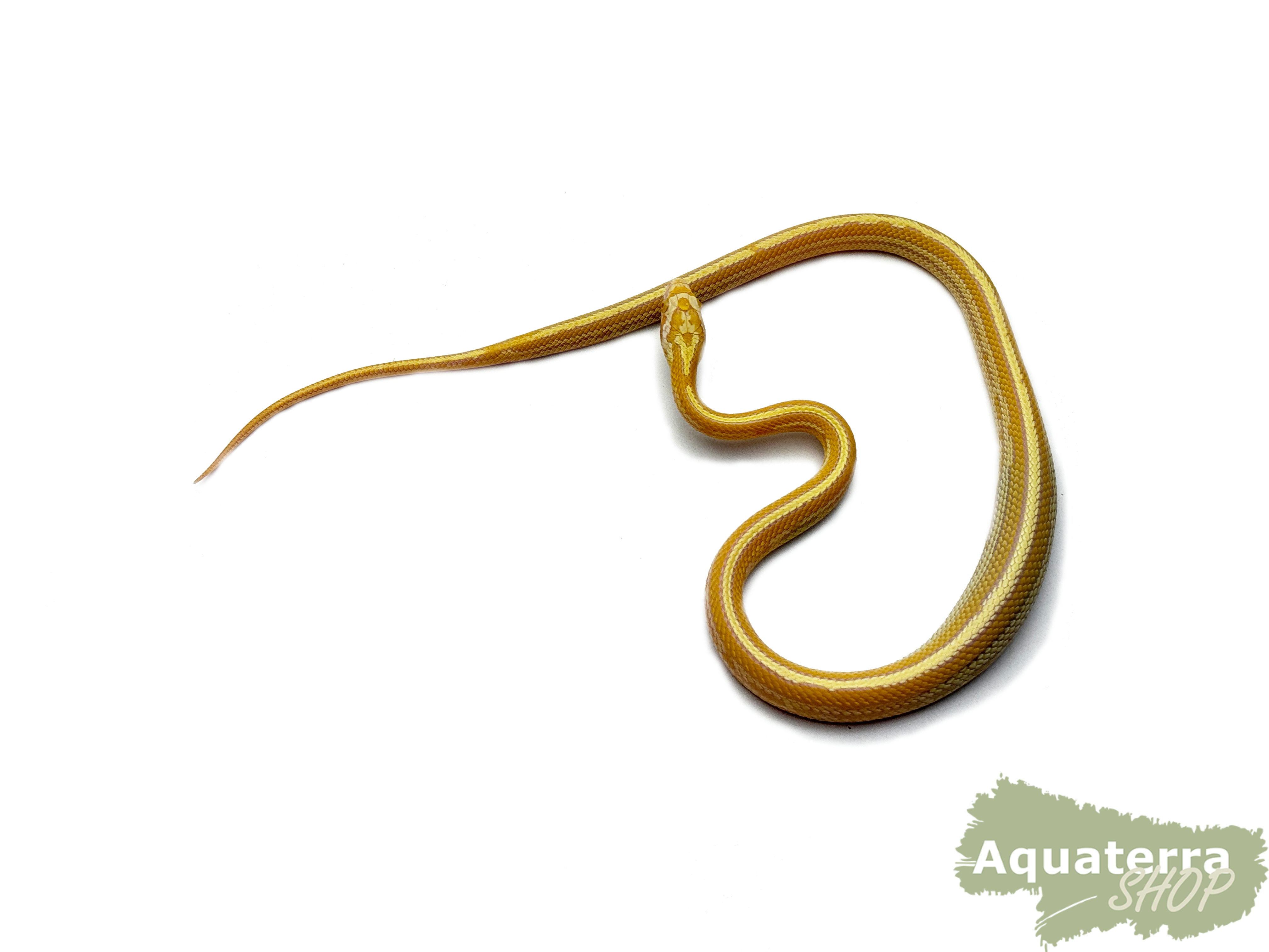 Pantherophis guttatus, Kornnatter