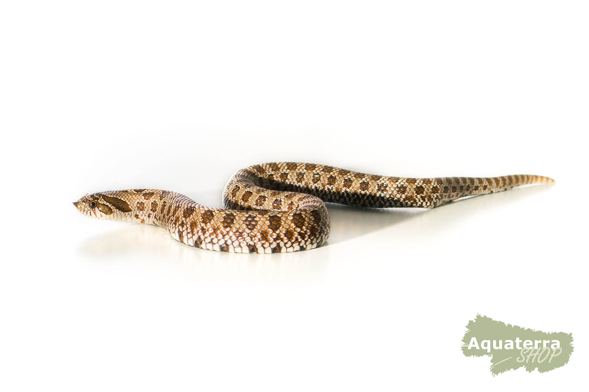 Heterodon nasicus, Westliche Hakennasennatter
