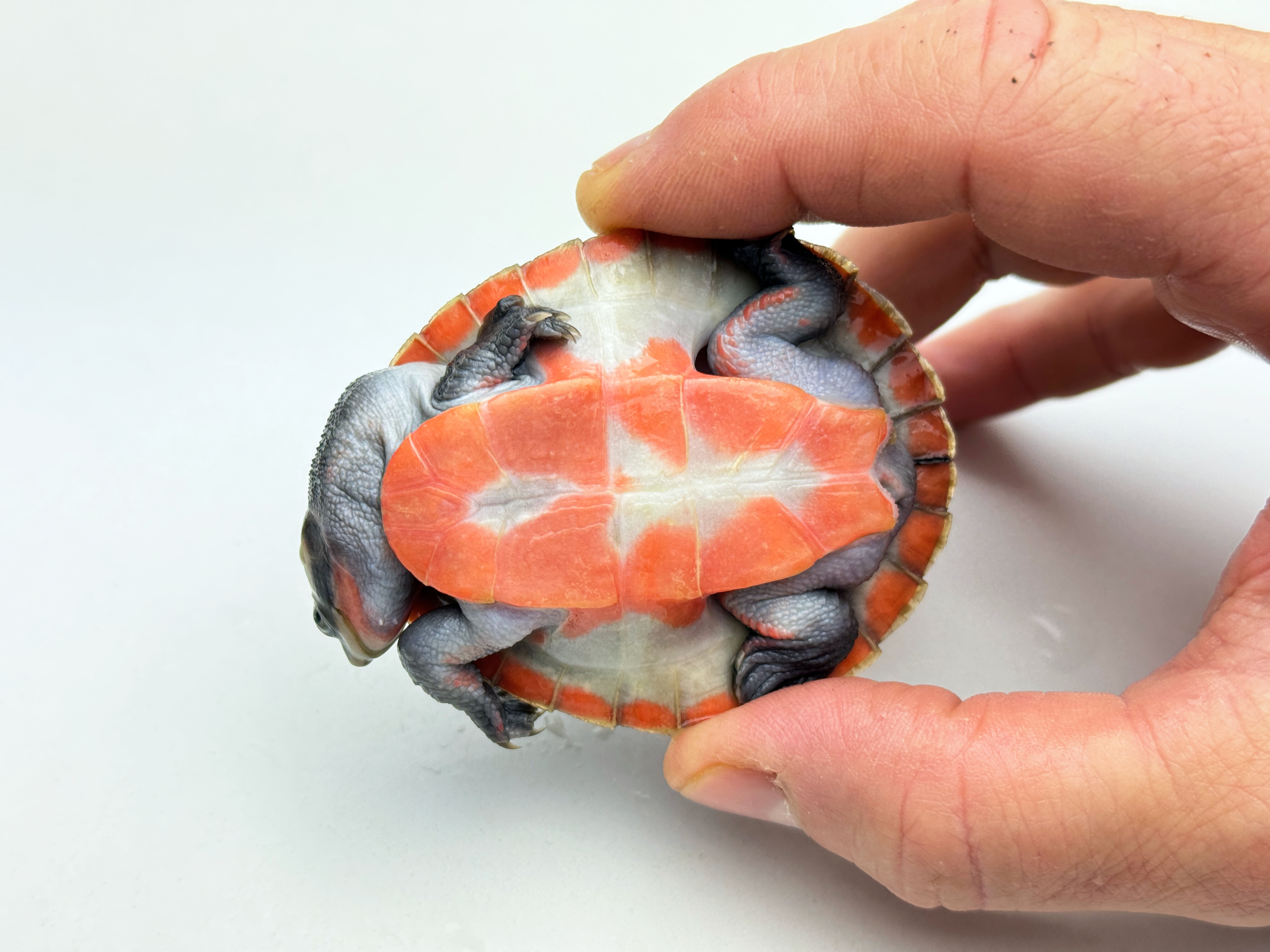 Emydura subglobosa, Rotbauch-Spitzkopfschildkröte