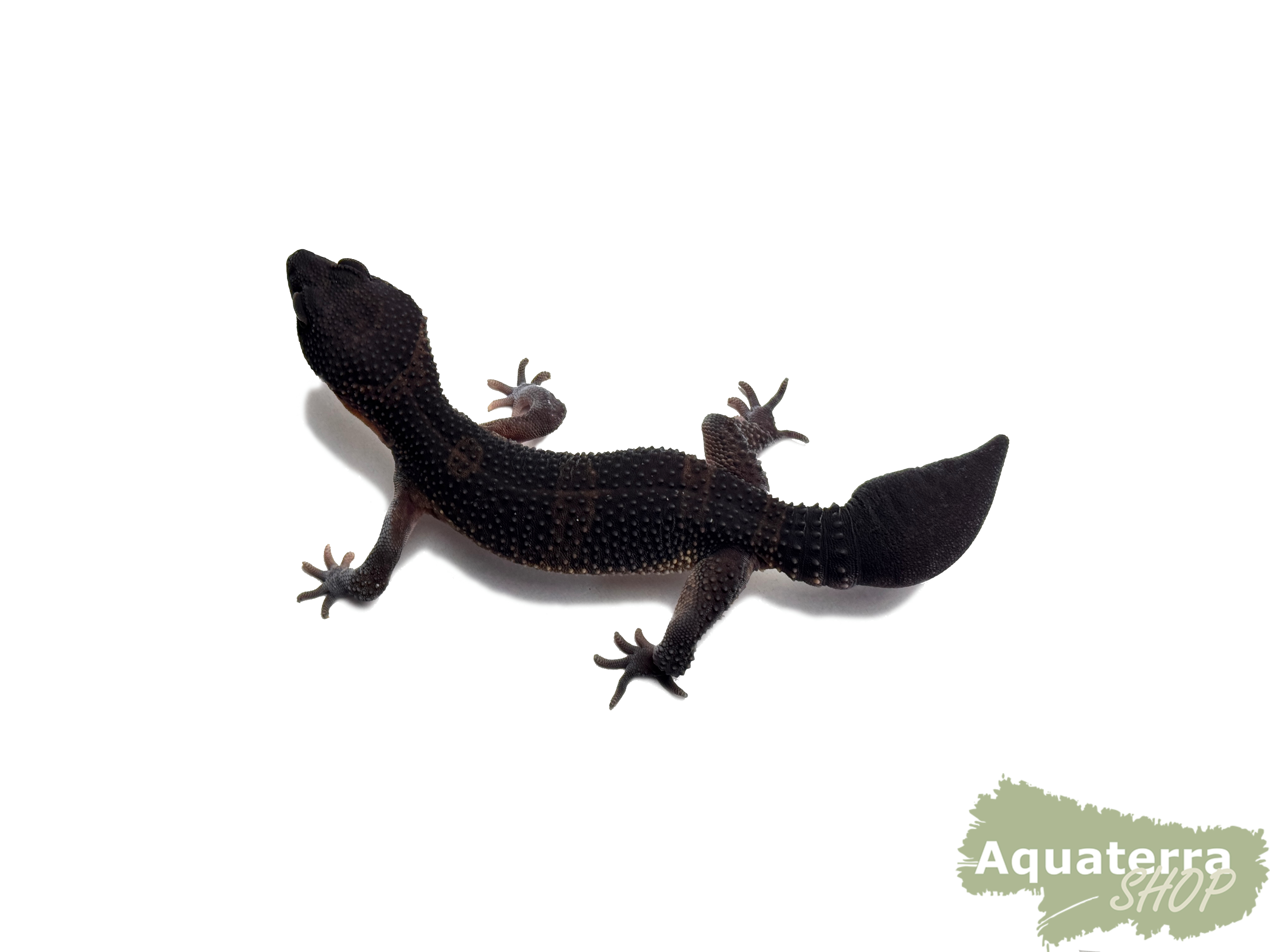 Eublepharis macularius, Leopardgecko