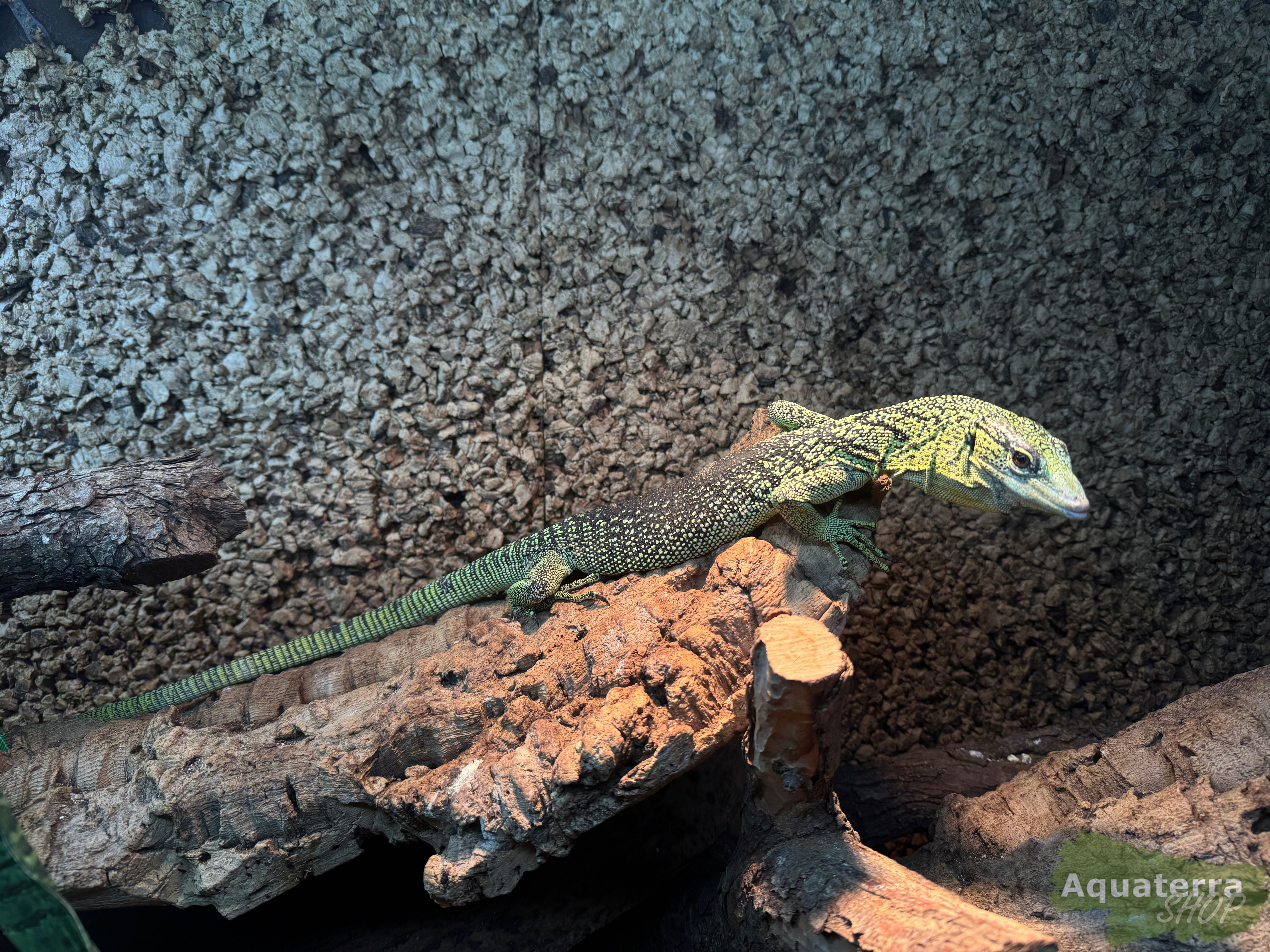 Varanus reisingeri, Baumwaran 