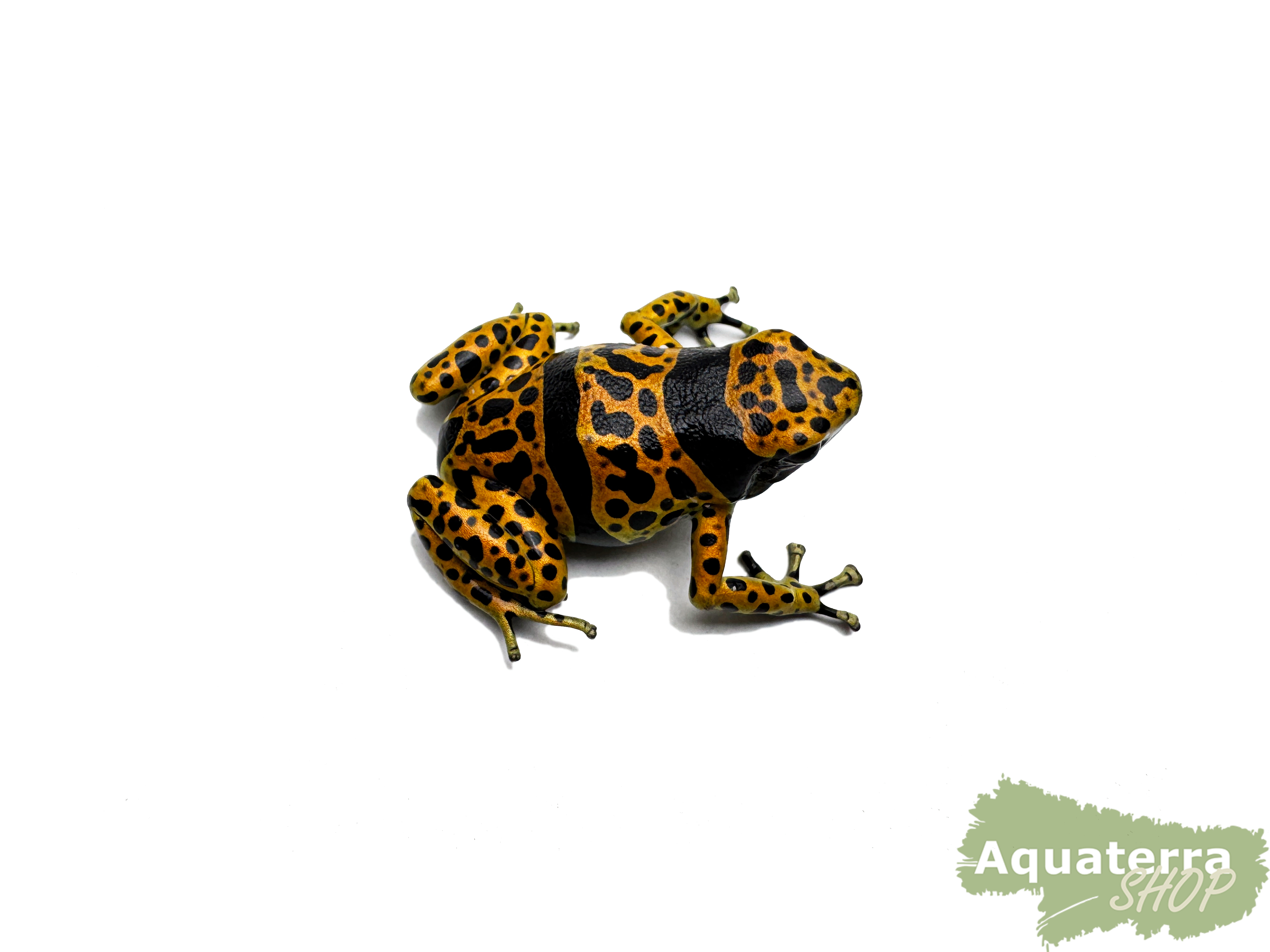 Dendrobates leucomelas, Gelbgebänderter Baumsteigerfrosch