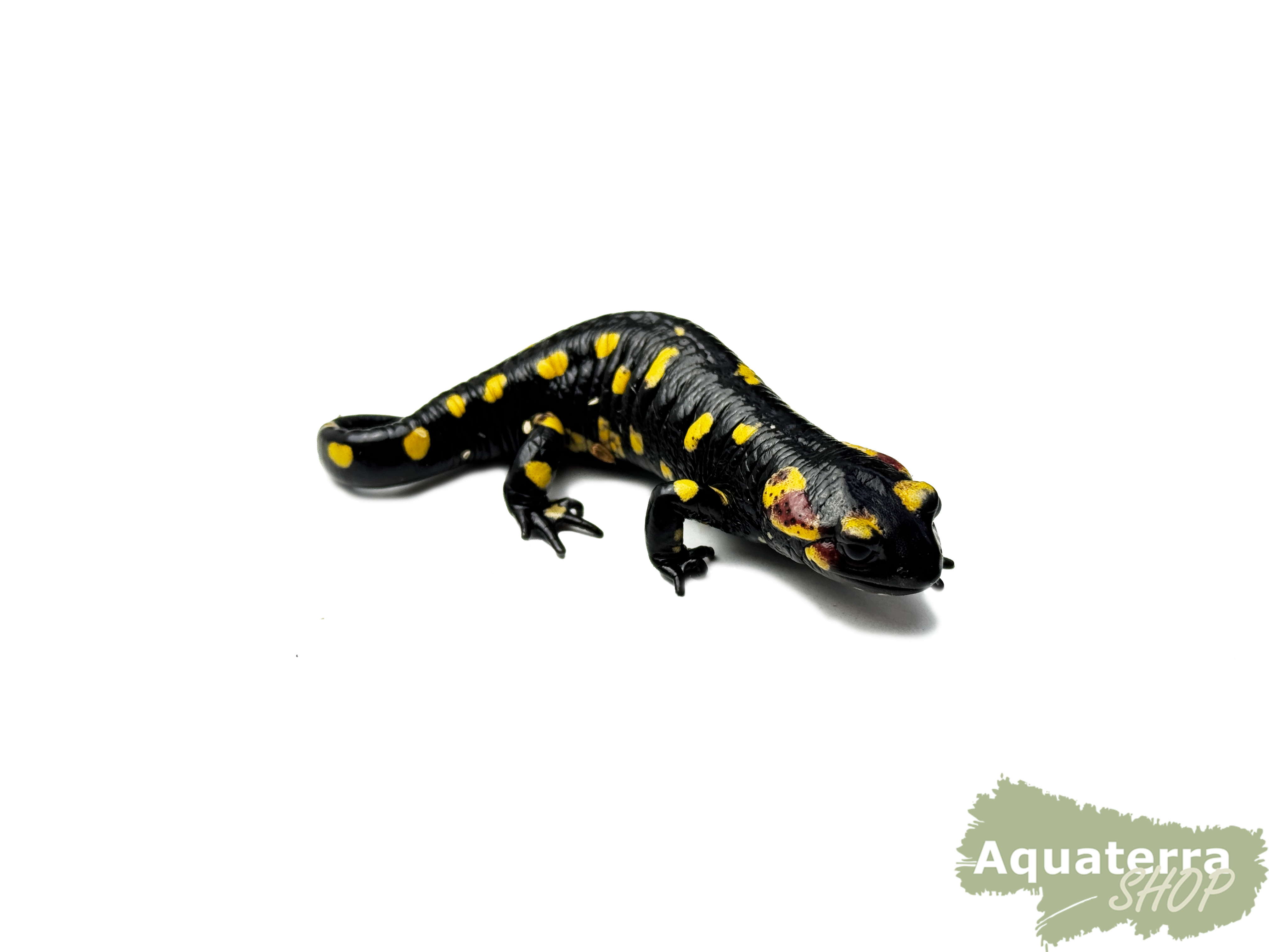 Salamandra s. gallaica, Portugiesischer Feuersalamander
