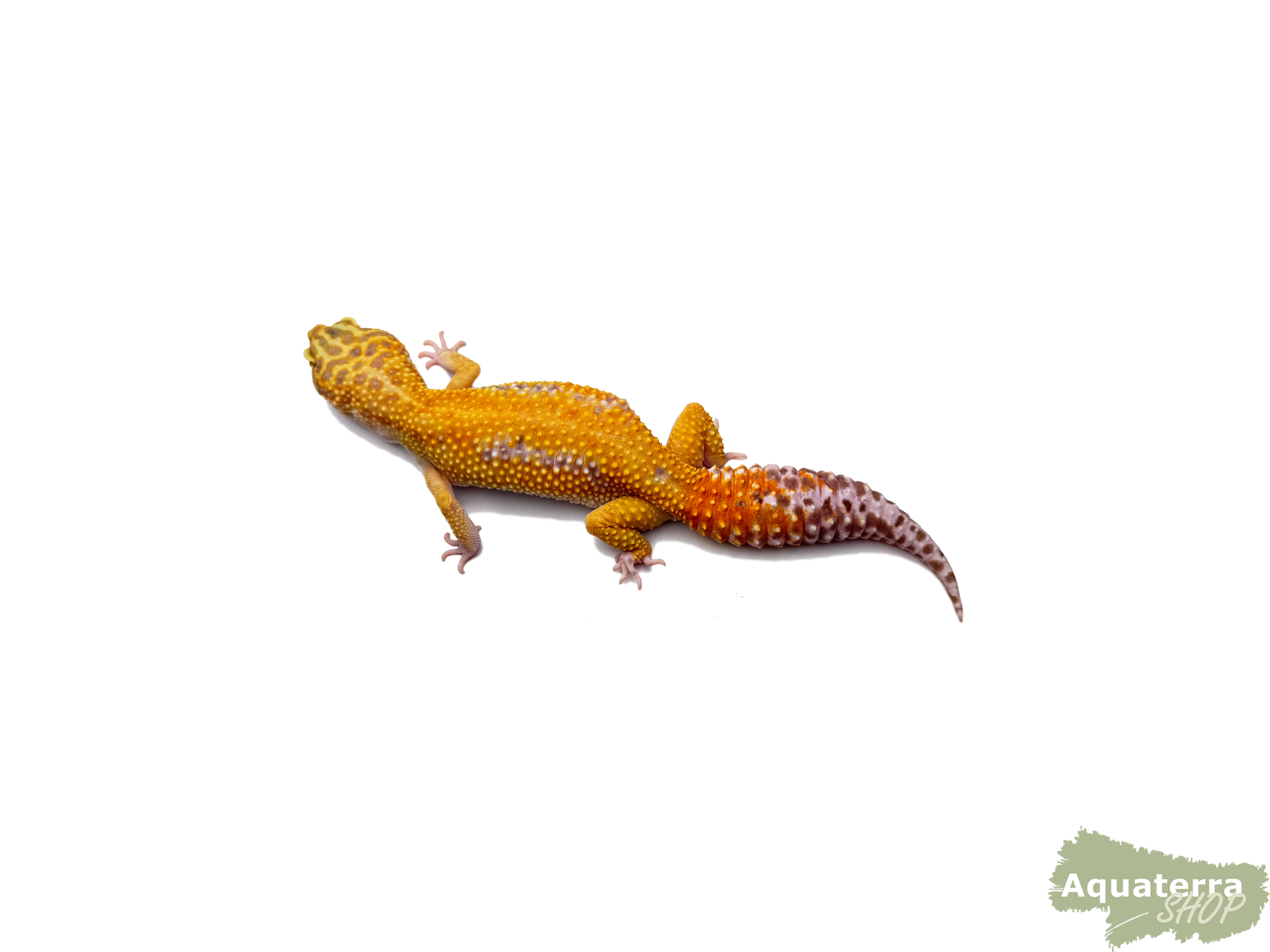 Eublepharis macularius, Leopardgecko