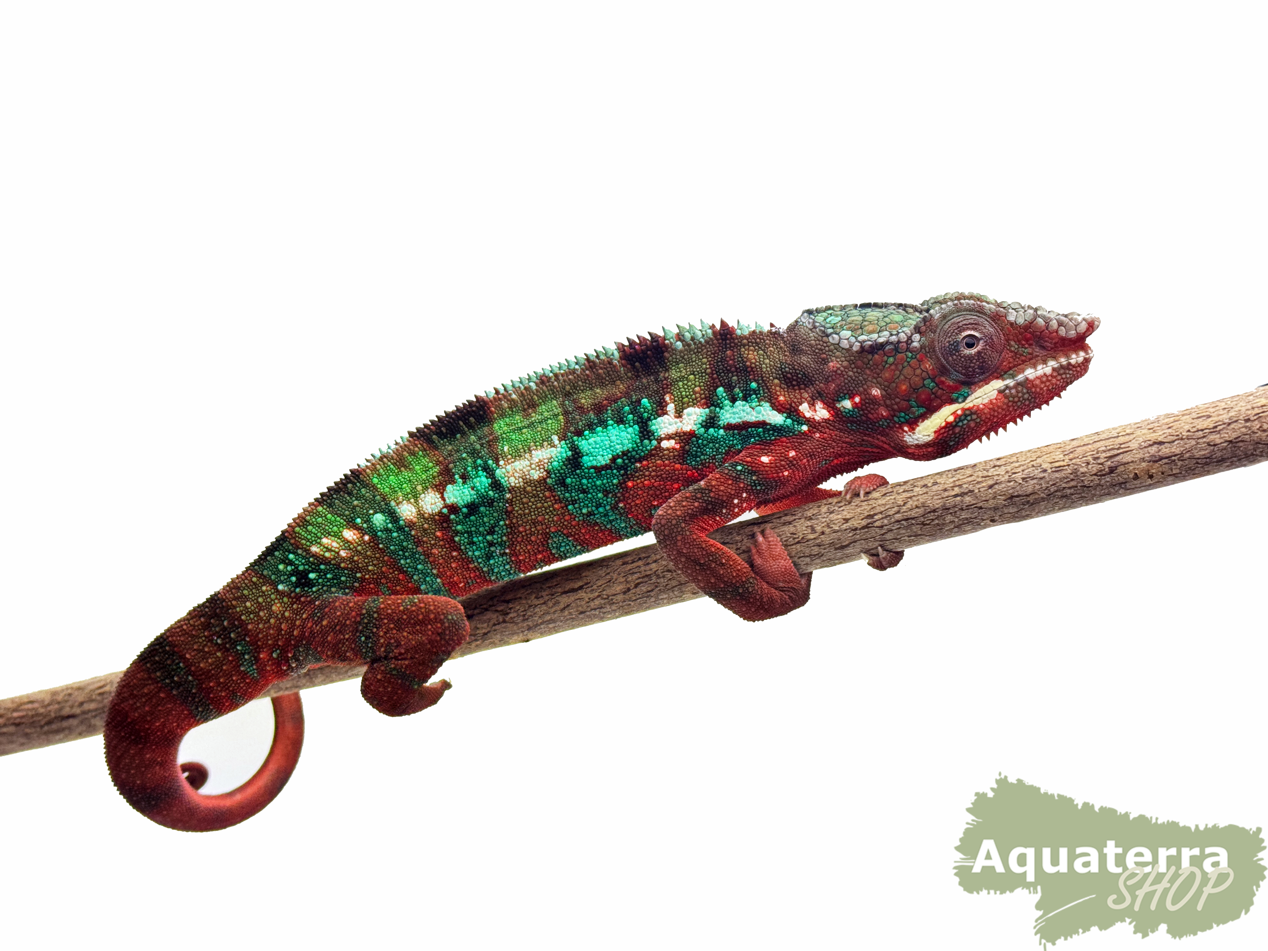 Furcifer pardalis, Pantherchamäleon 