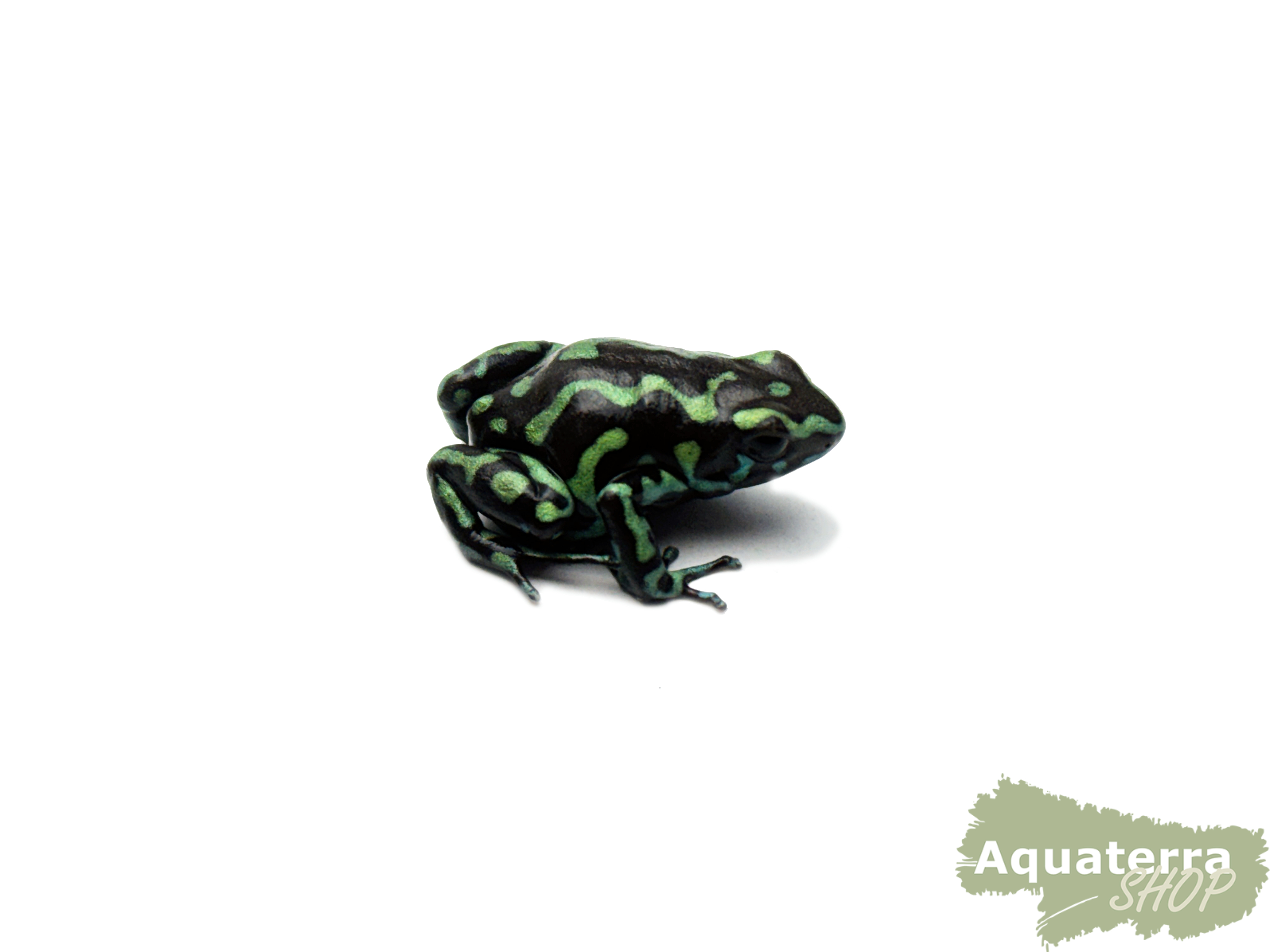 Dendrobates auratus, Goldbaumsteiger