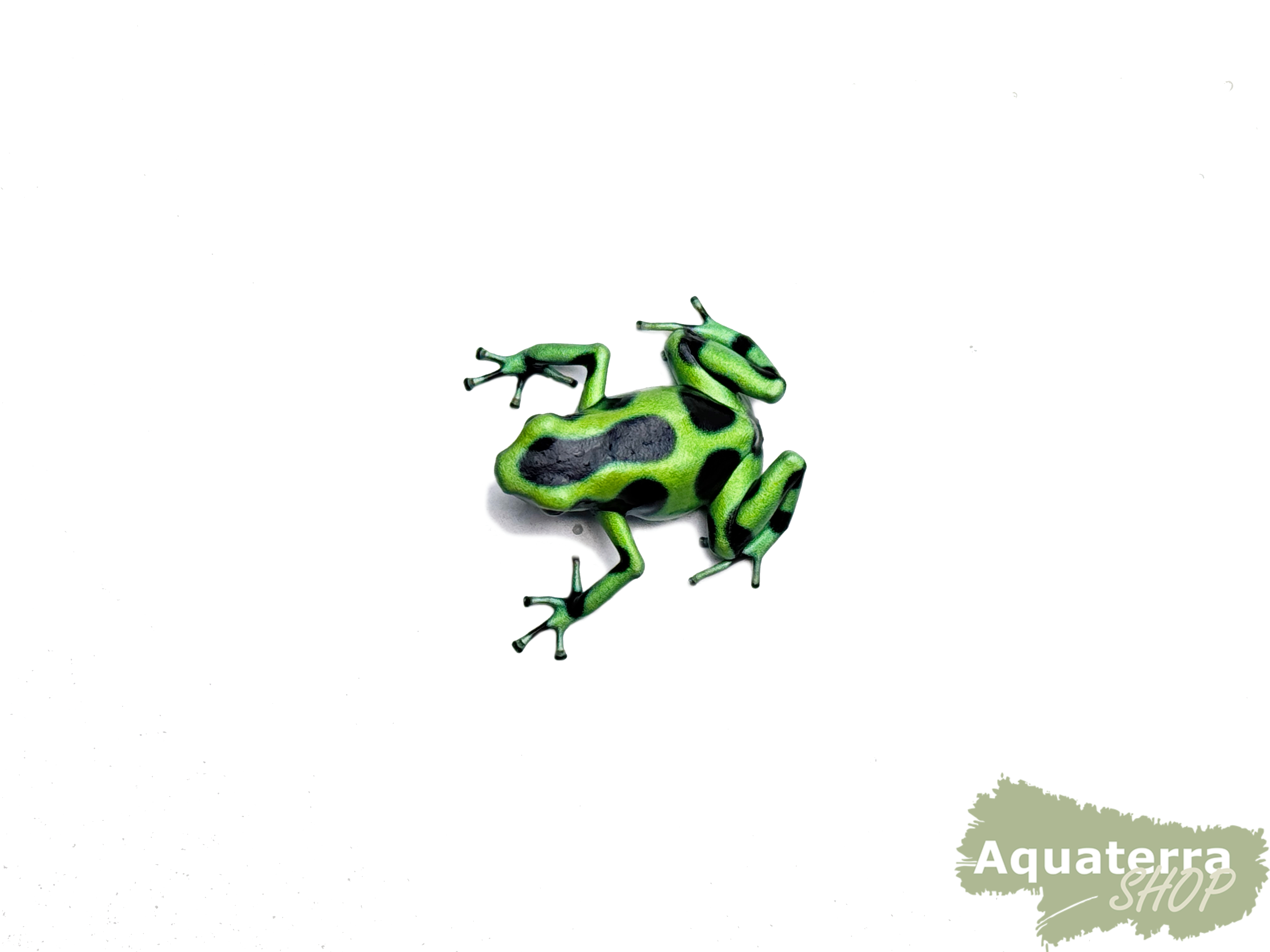 Dendrobates auratus, Goldbaumsteiger