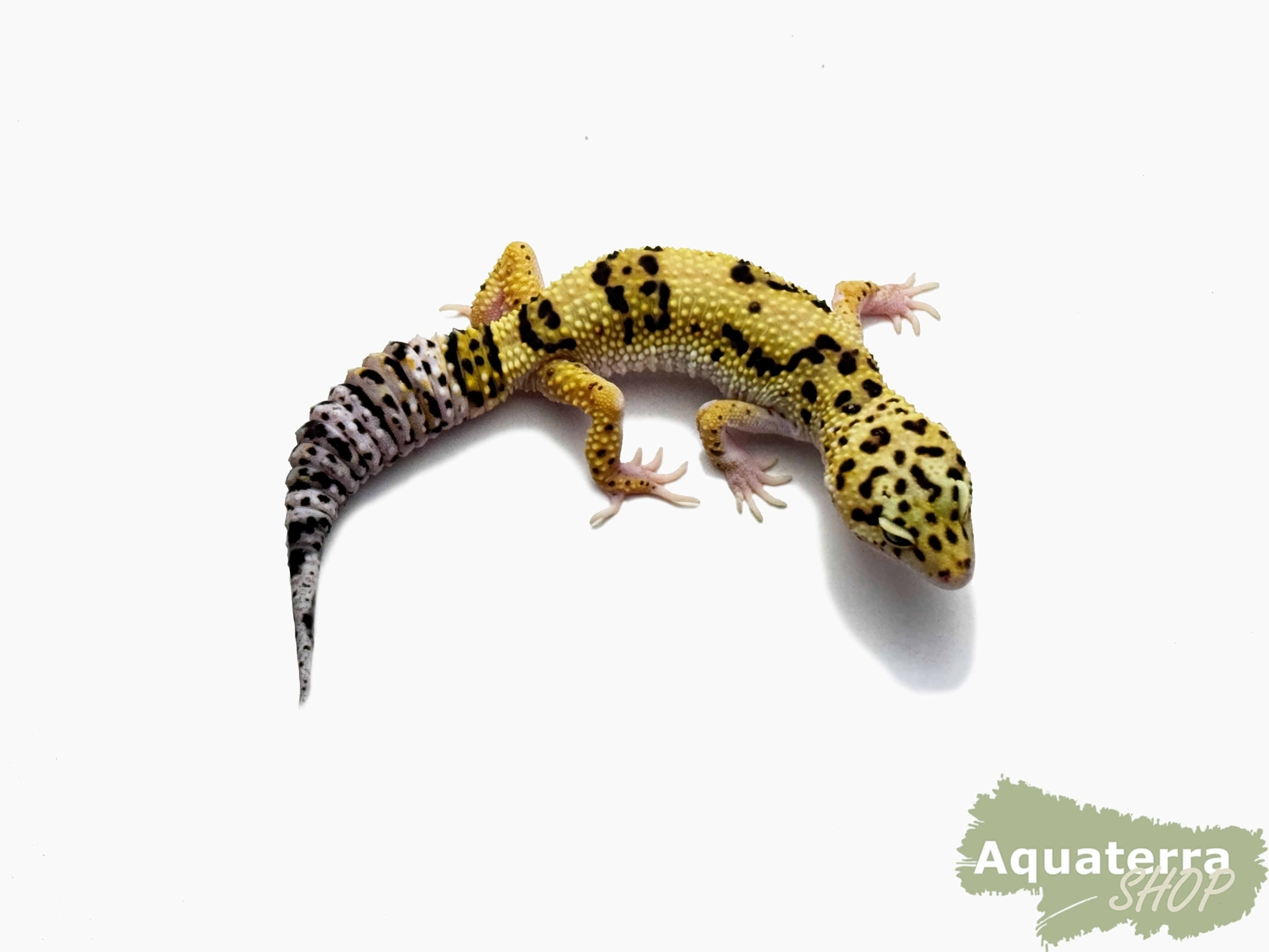 Eublepharis macularius, Leopardgecko