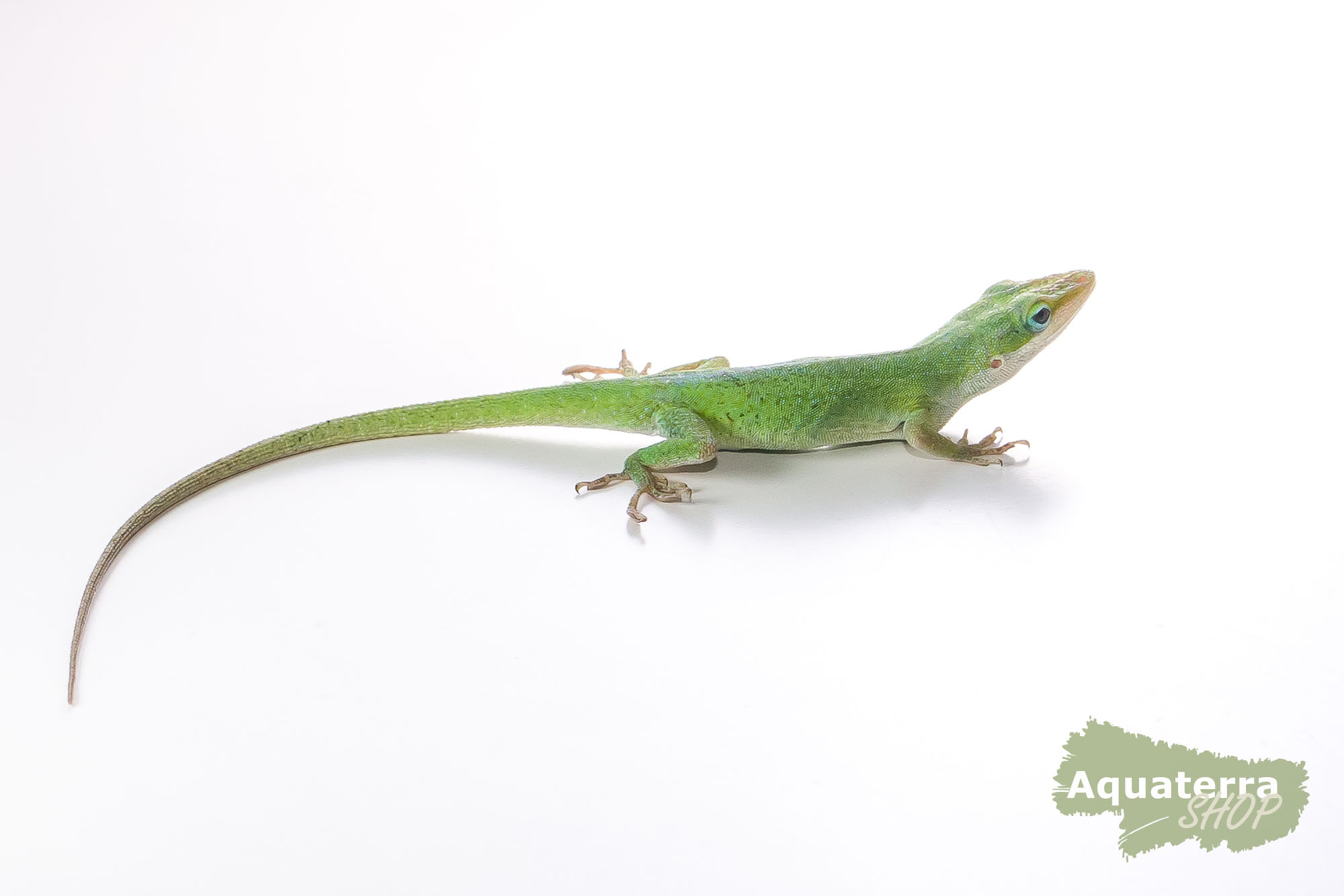 Anolis carolinensis, Rotkehlanolis