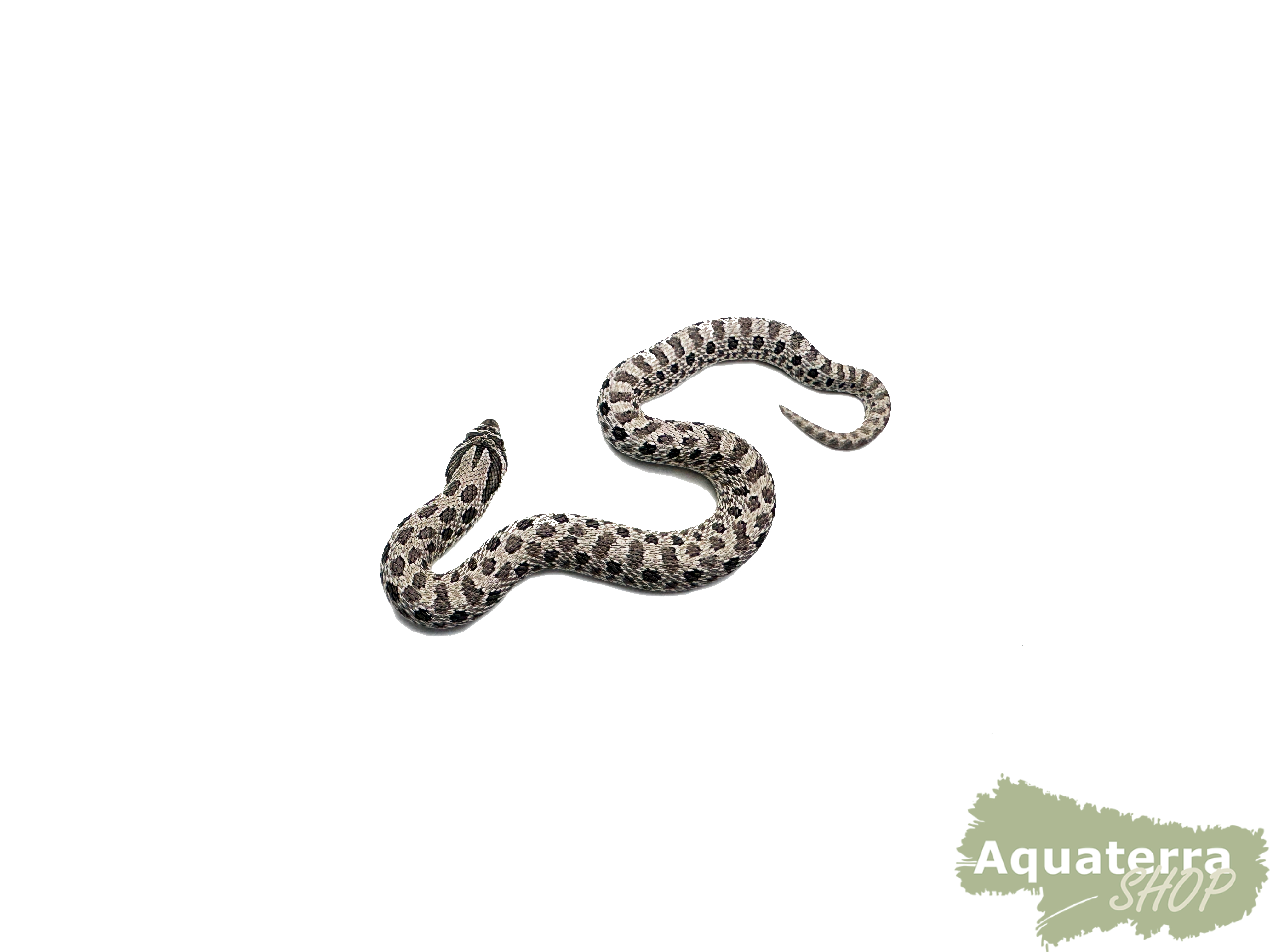 Heterodon nasicus, Westliche Hakennasennatter