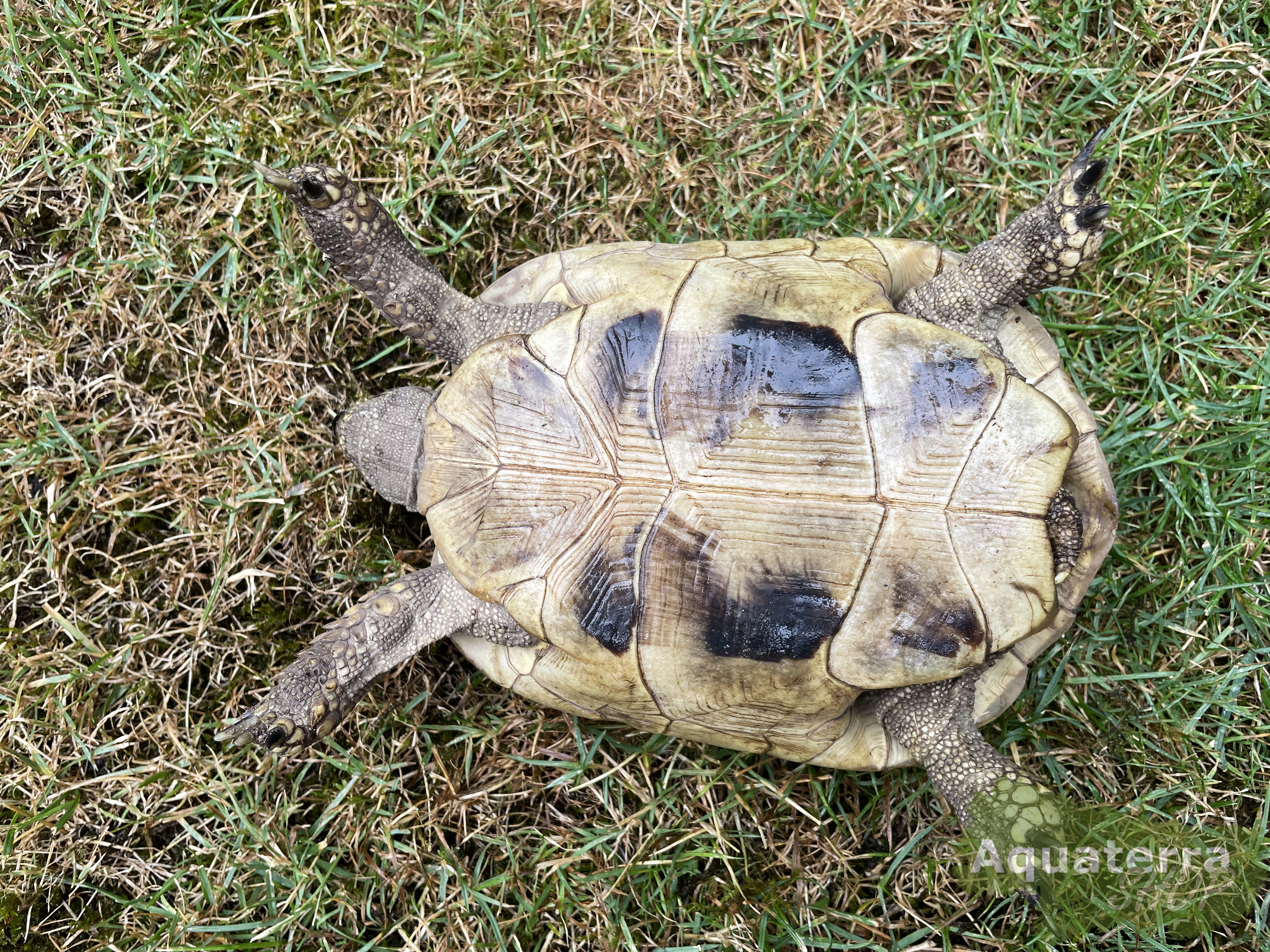 Testudo h. boettgeri, europäische Landschildkröte (Ostrasse)