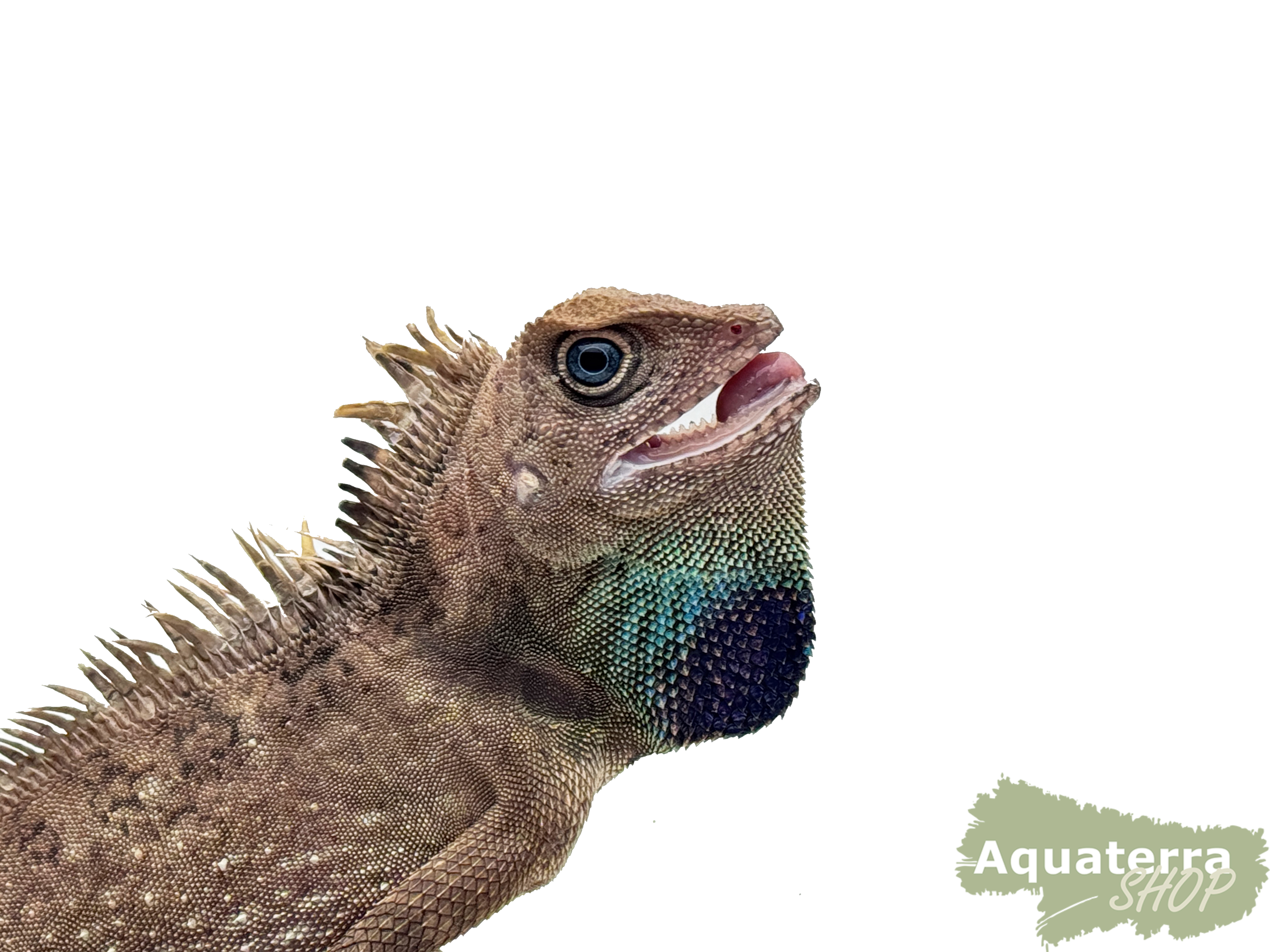Gonocephalus bellii, Winkelkopfagame