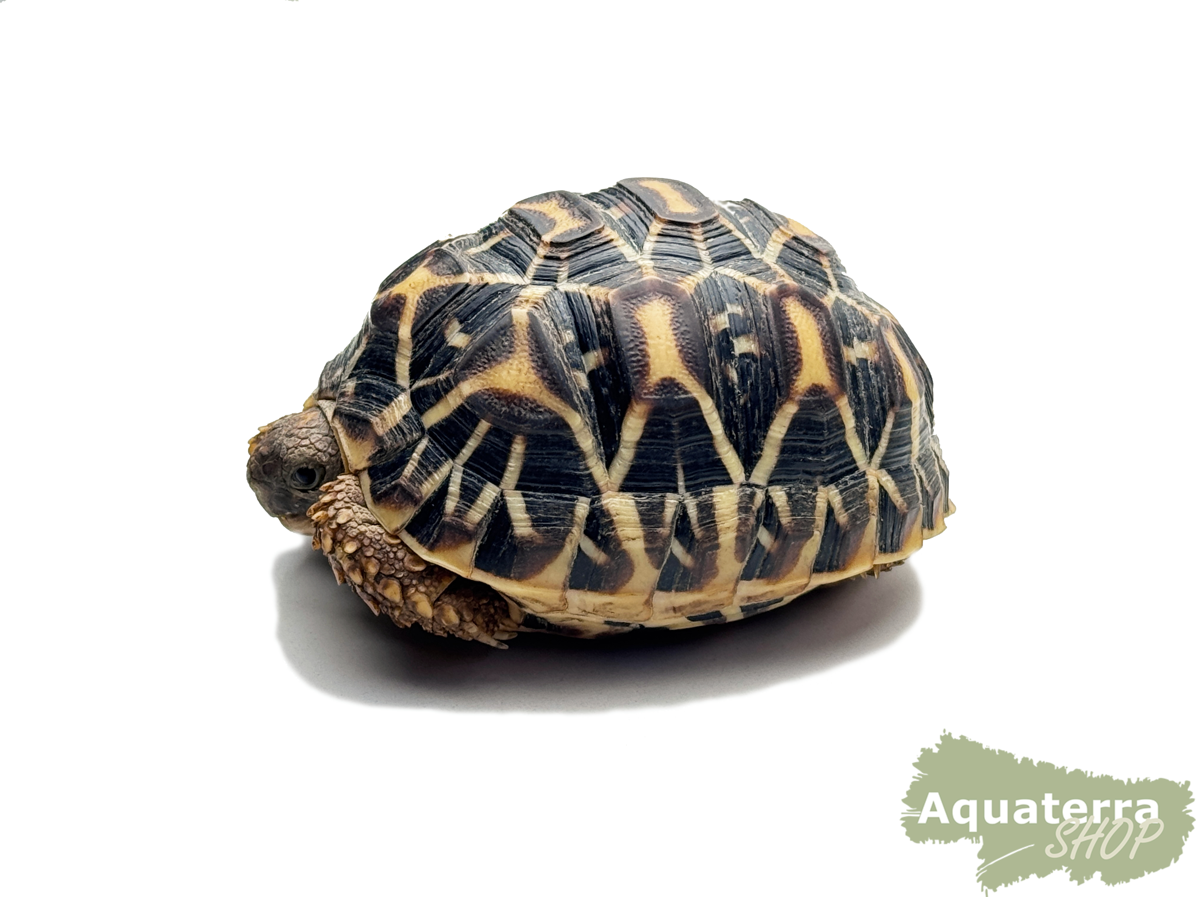 Geochelone elegans, Sternschildkröte