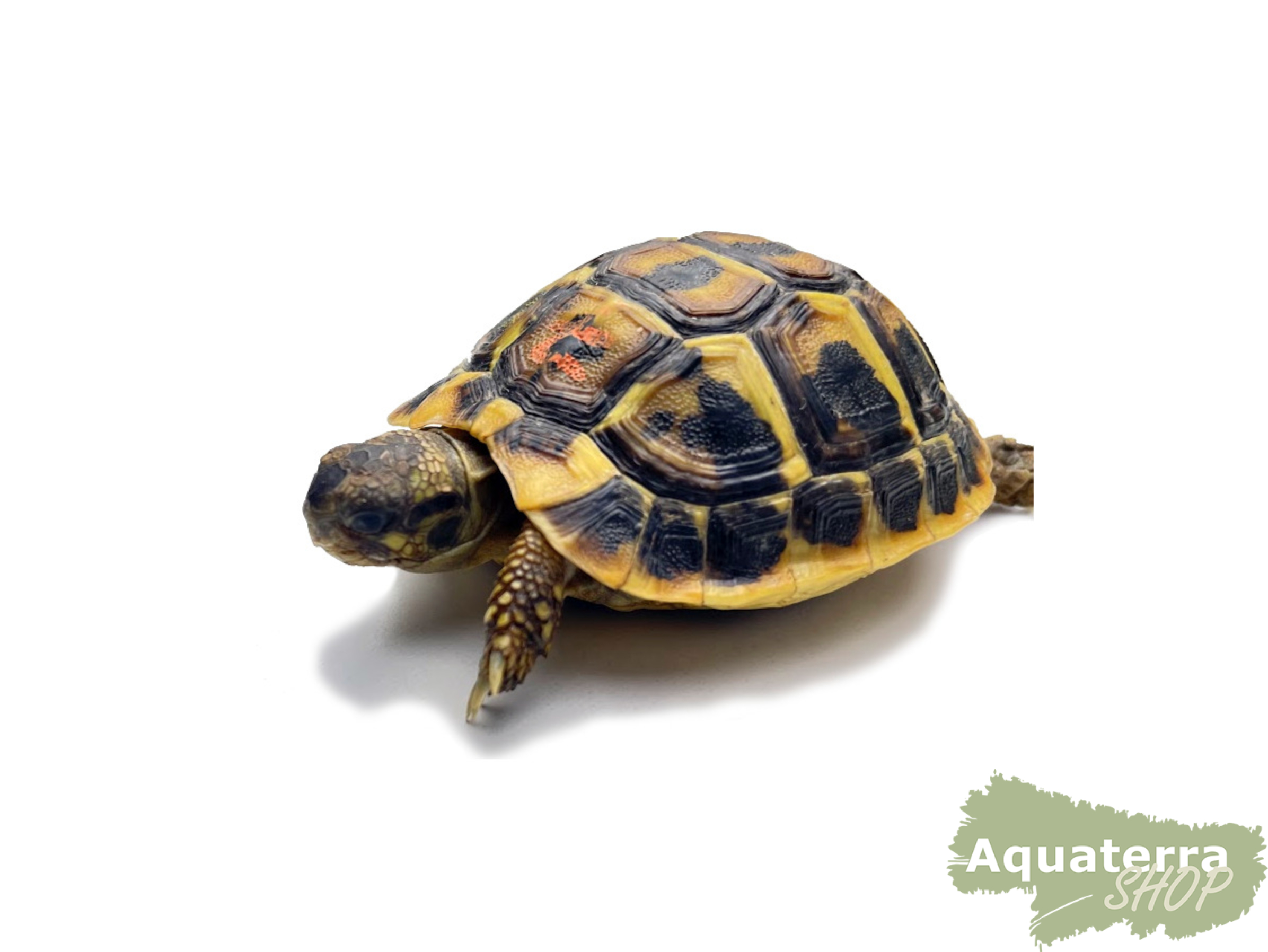 Testudo h. hermanni,  Griechische Landschildkröte - Lokalform Sardinien
