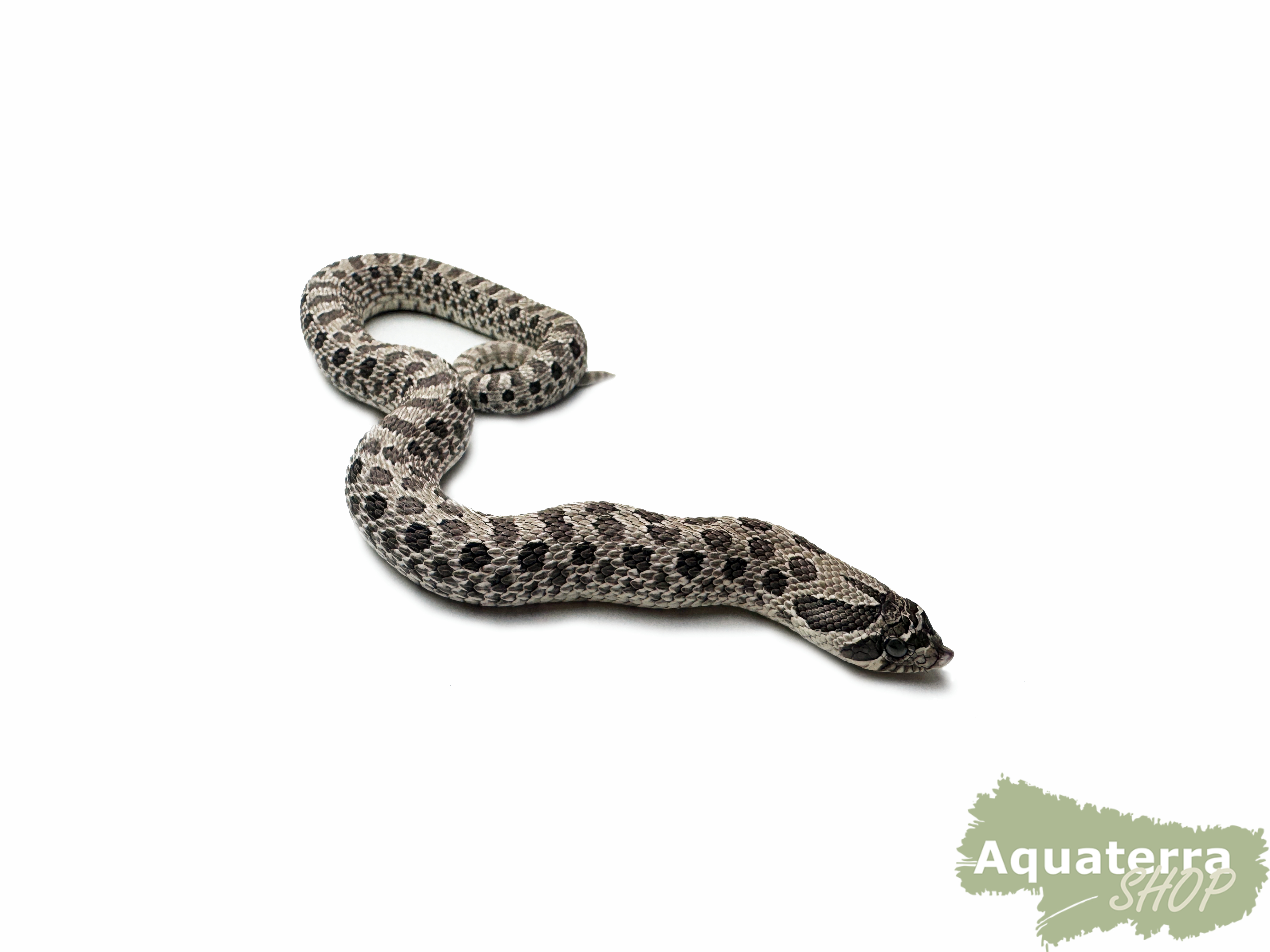 Heterodon nasicus, Westliche Hakennasennatter