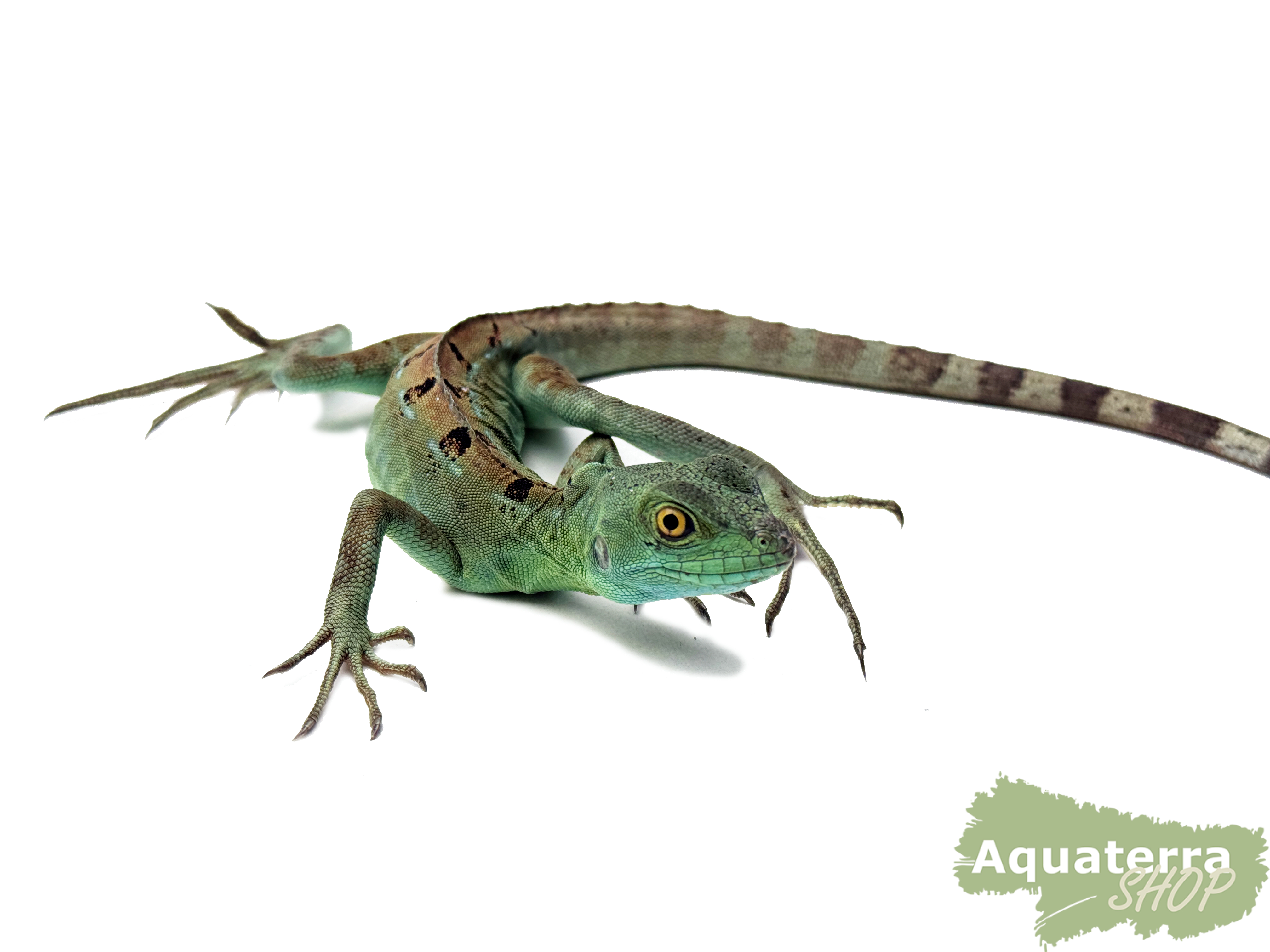 Basiliscus plumifrons, Stirnlappenbasilisk