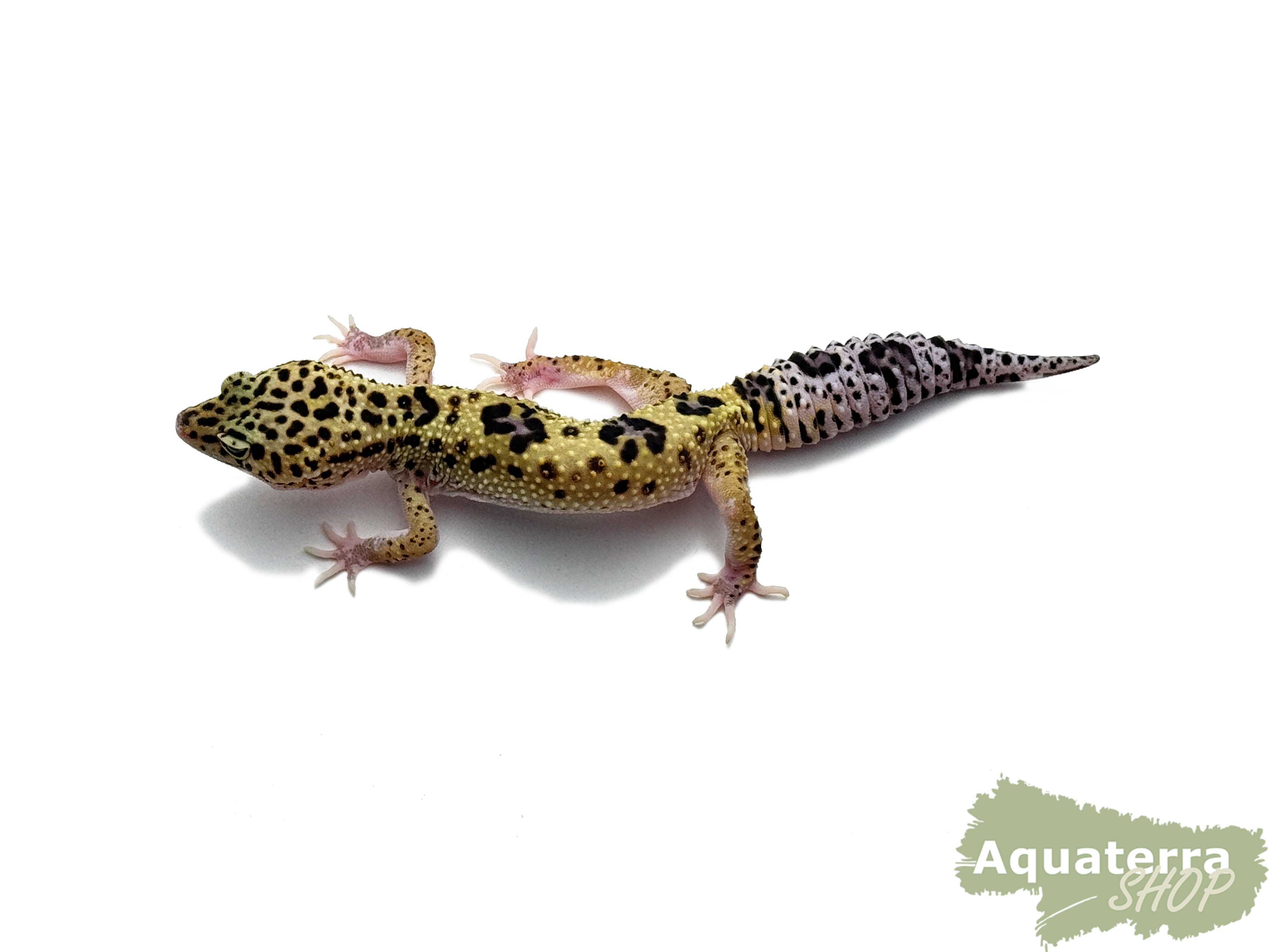 Eublepharis macularius, Leopardgecko