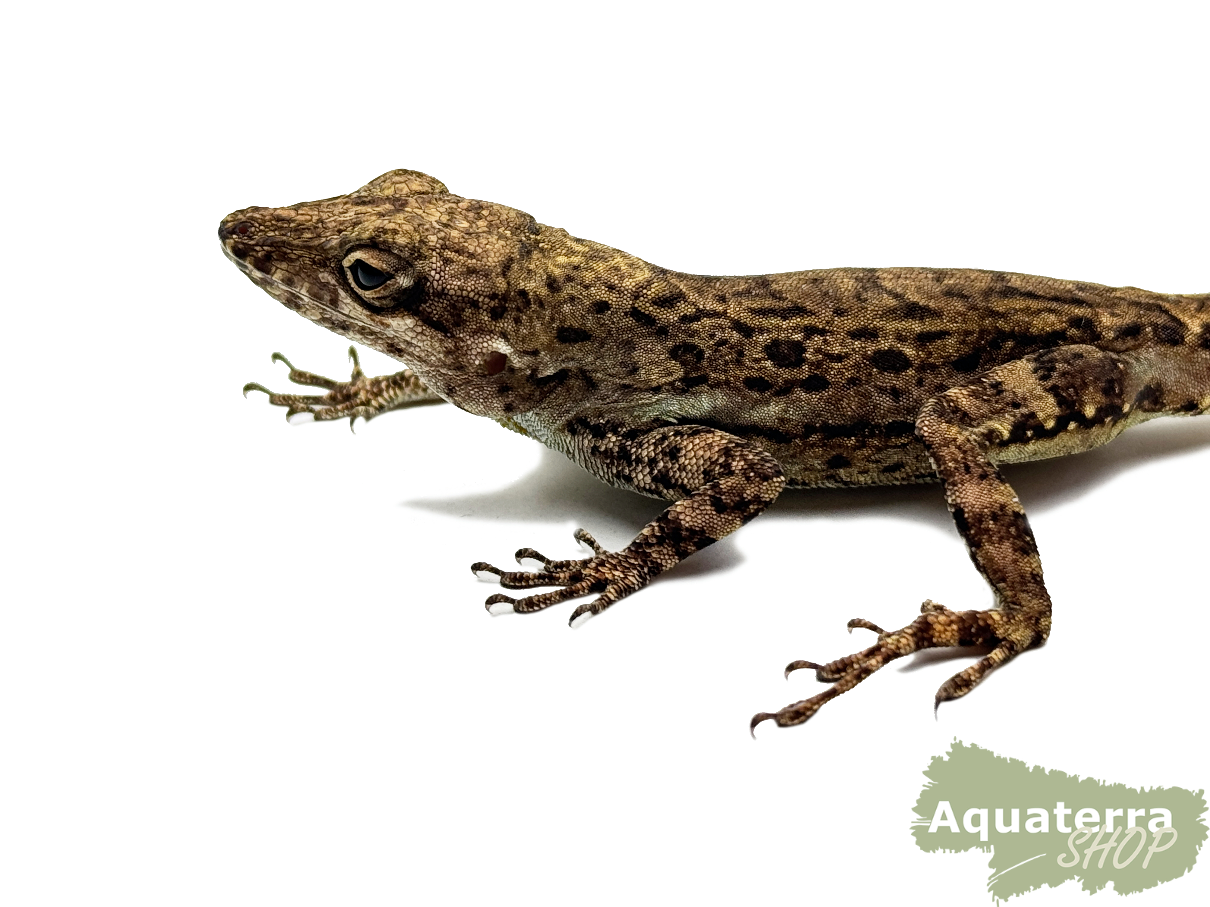 [Paar]Anolis gingivinus, Anguilla Bank-Baumanoli