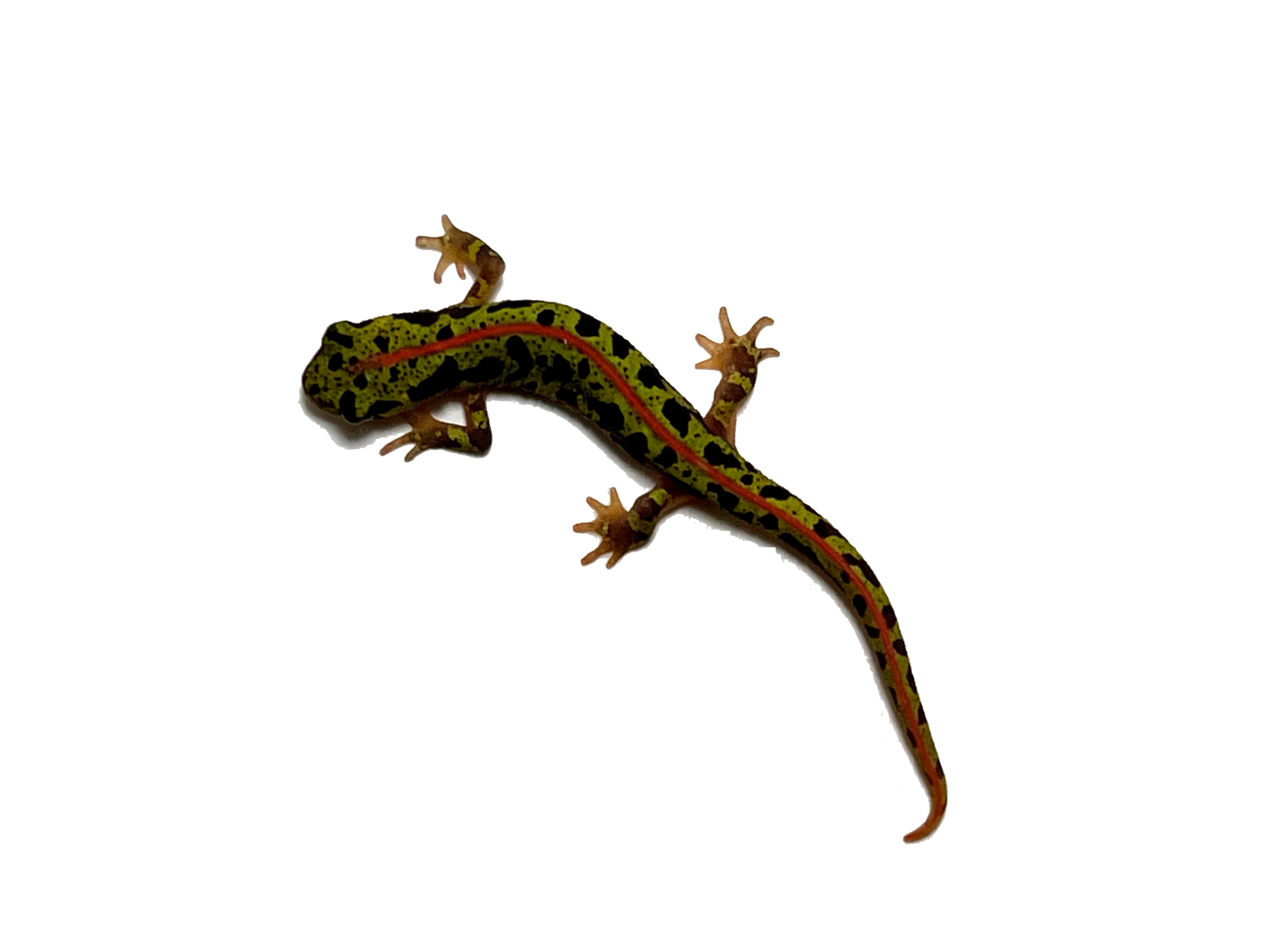 Triturus pygmaeus, Zwerg-Marmormolch