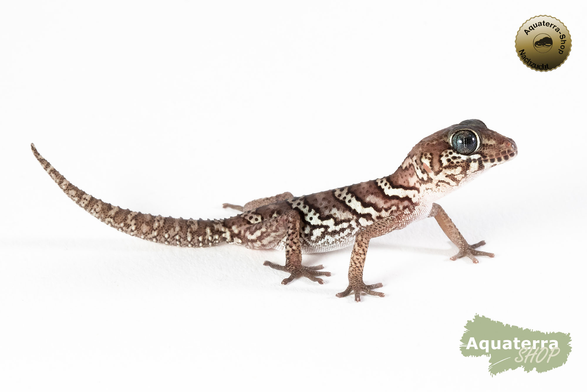 [Paar]Paroedura picta, Madagaskar Großkopfgecko