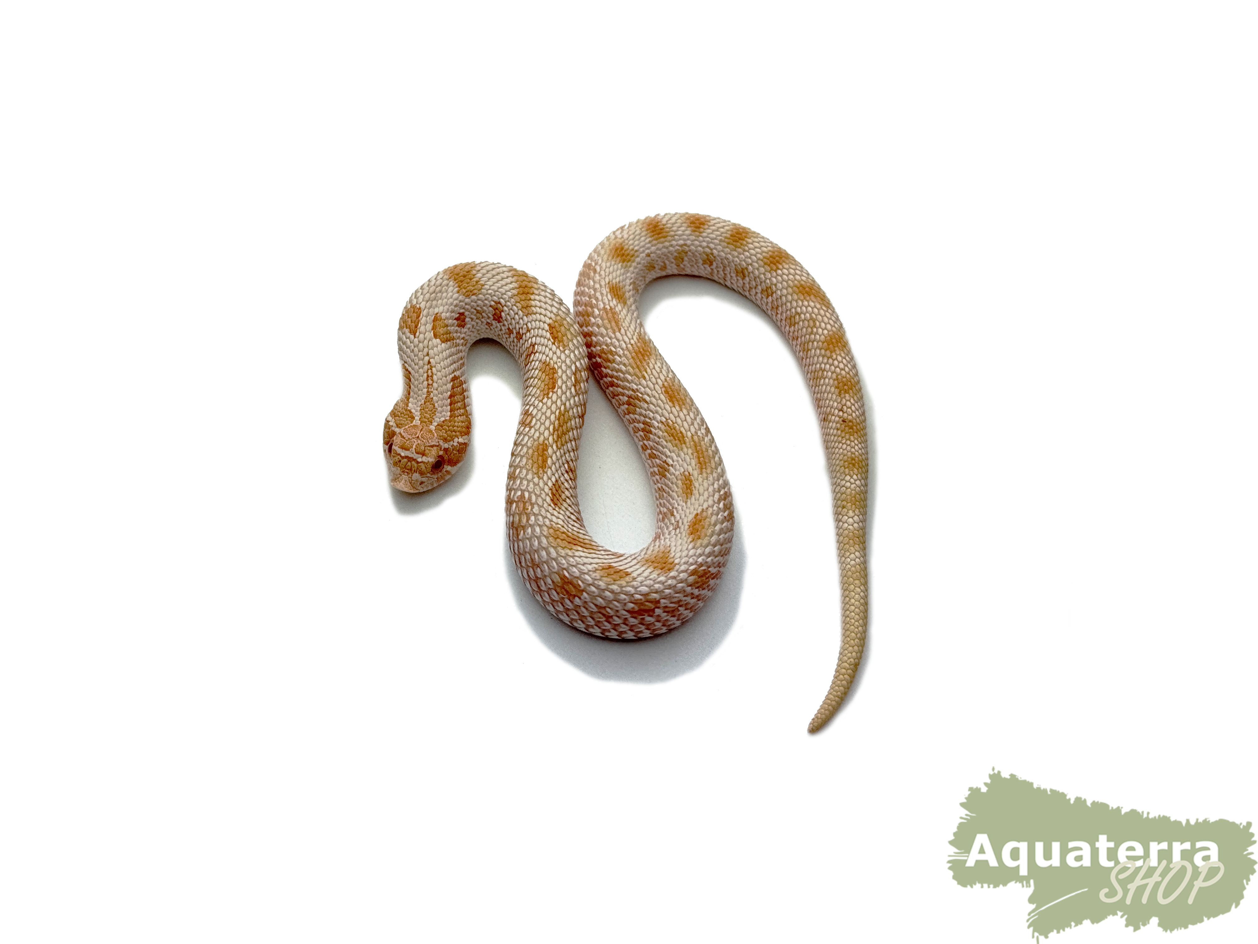 Heterodon nasicus, Westliche Hakennasennatter