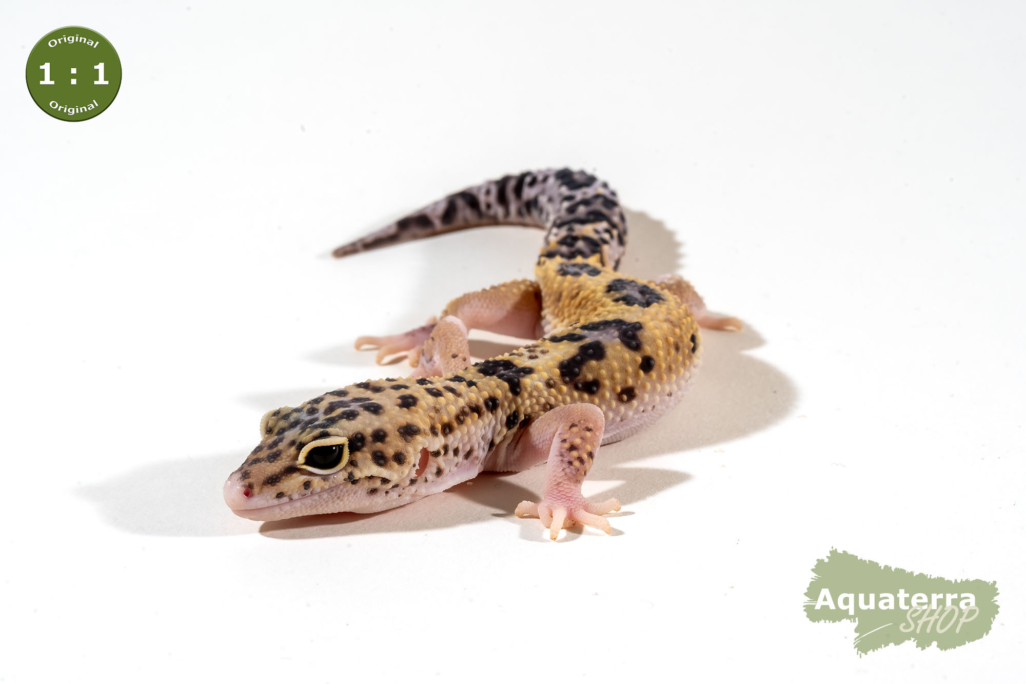 Eublepharis macularius, Leopardgecko