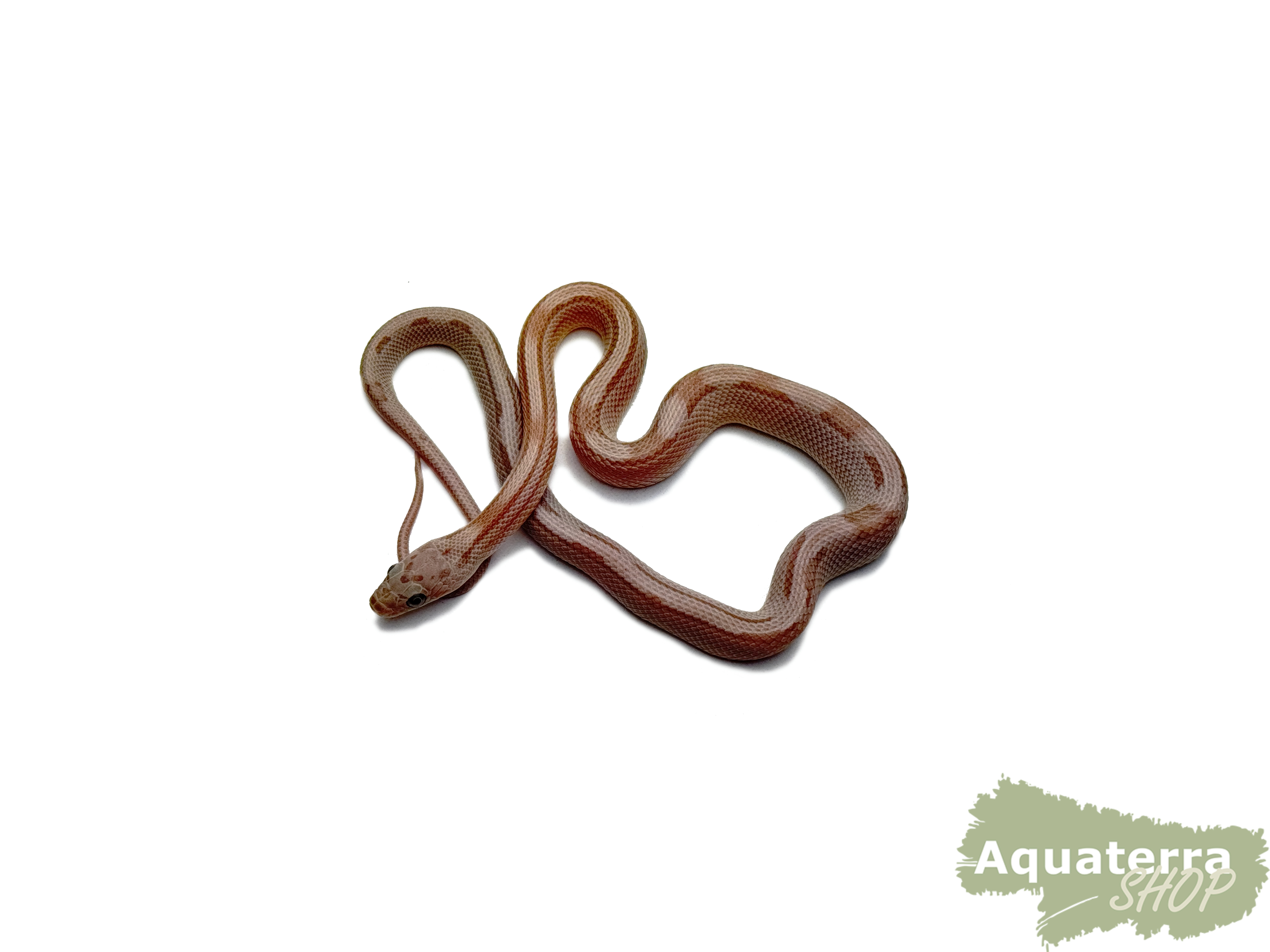 Pantherophis guttatus, Kornnatter