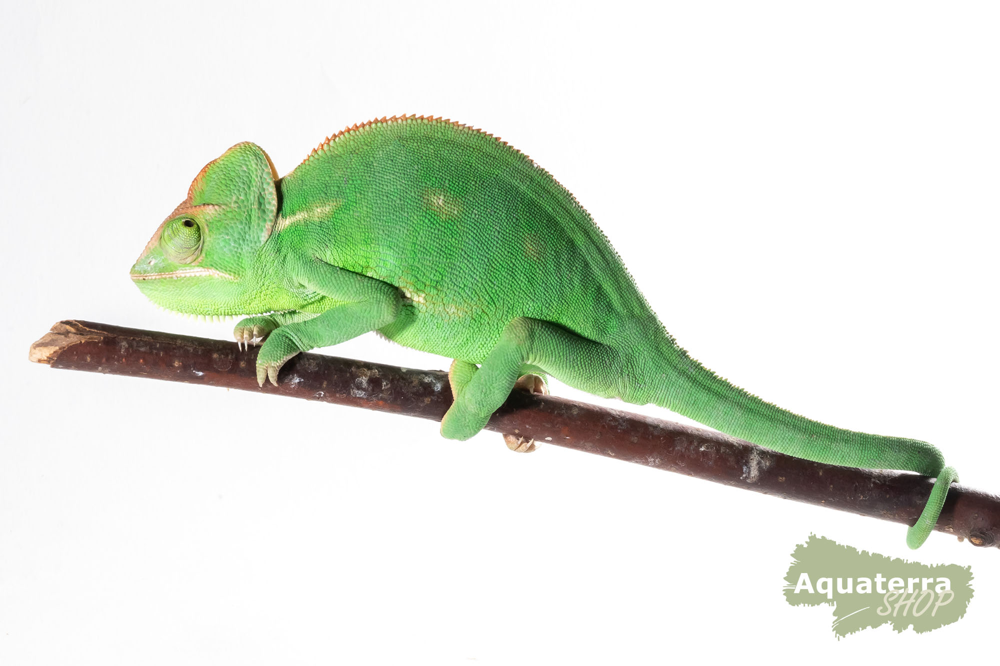 Chameleo calyptratus, Jemenchameleon