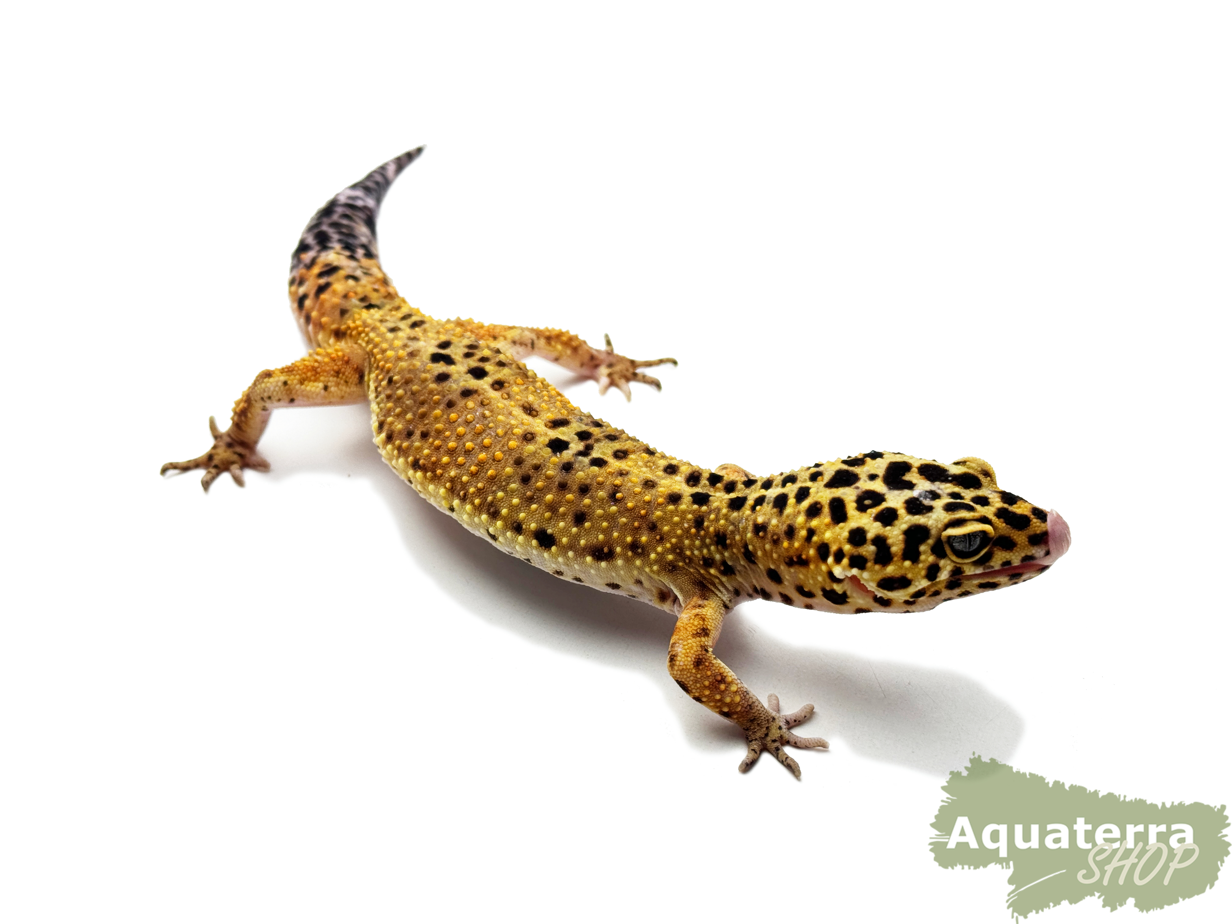 Eublepharis macularius, Leopardgecko