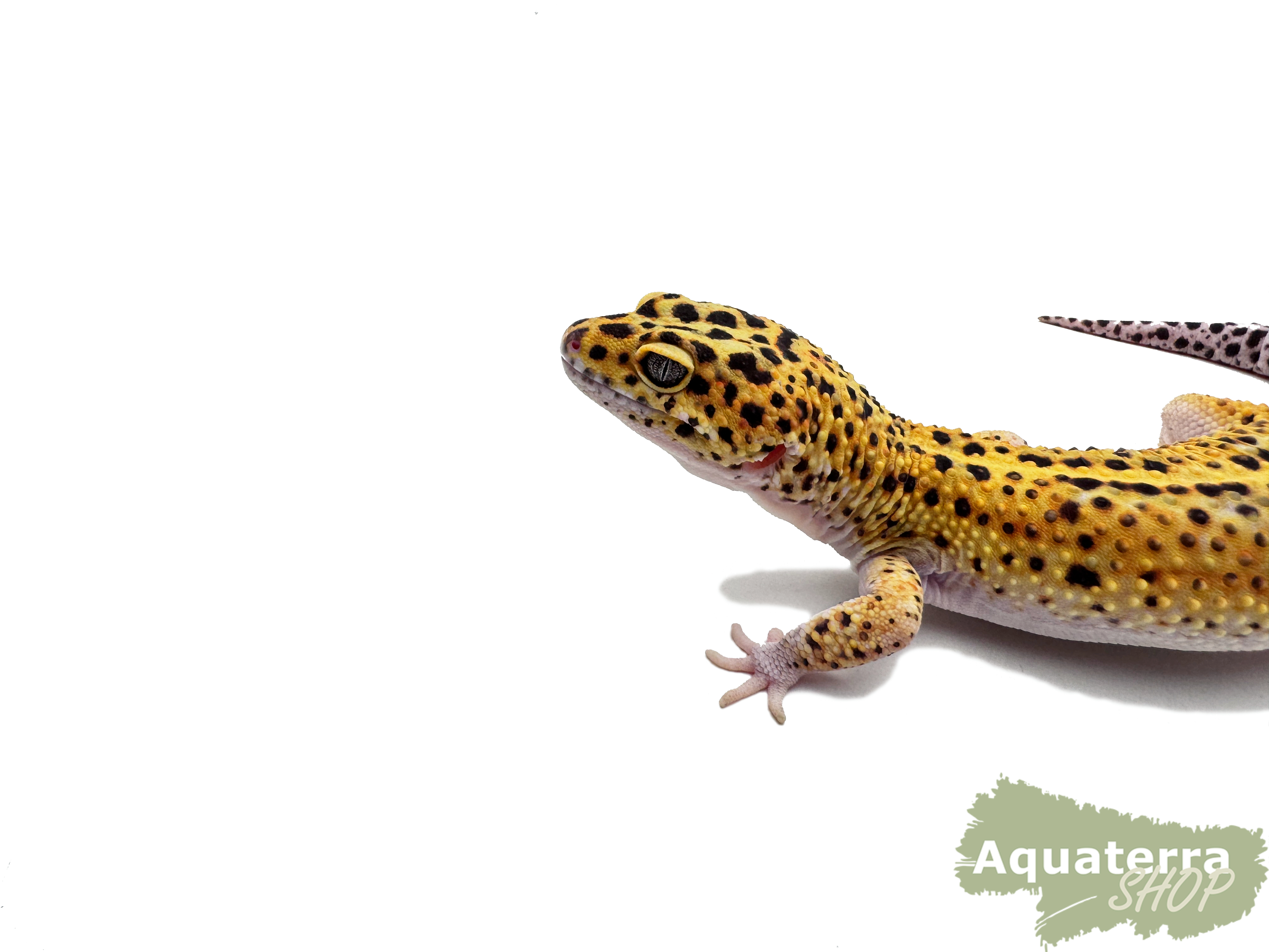Eublepharis macularius, Leopardgecko
