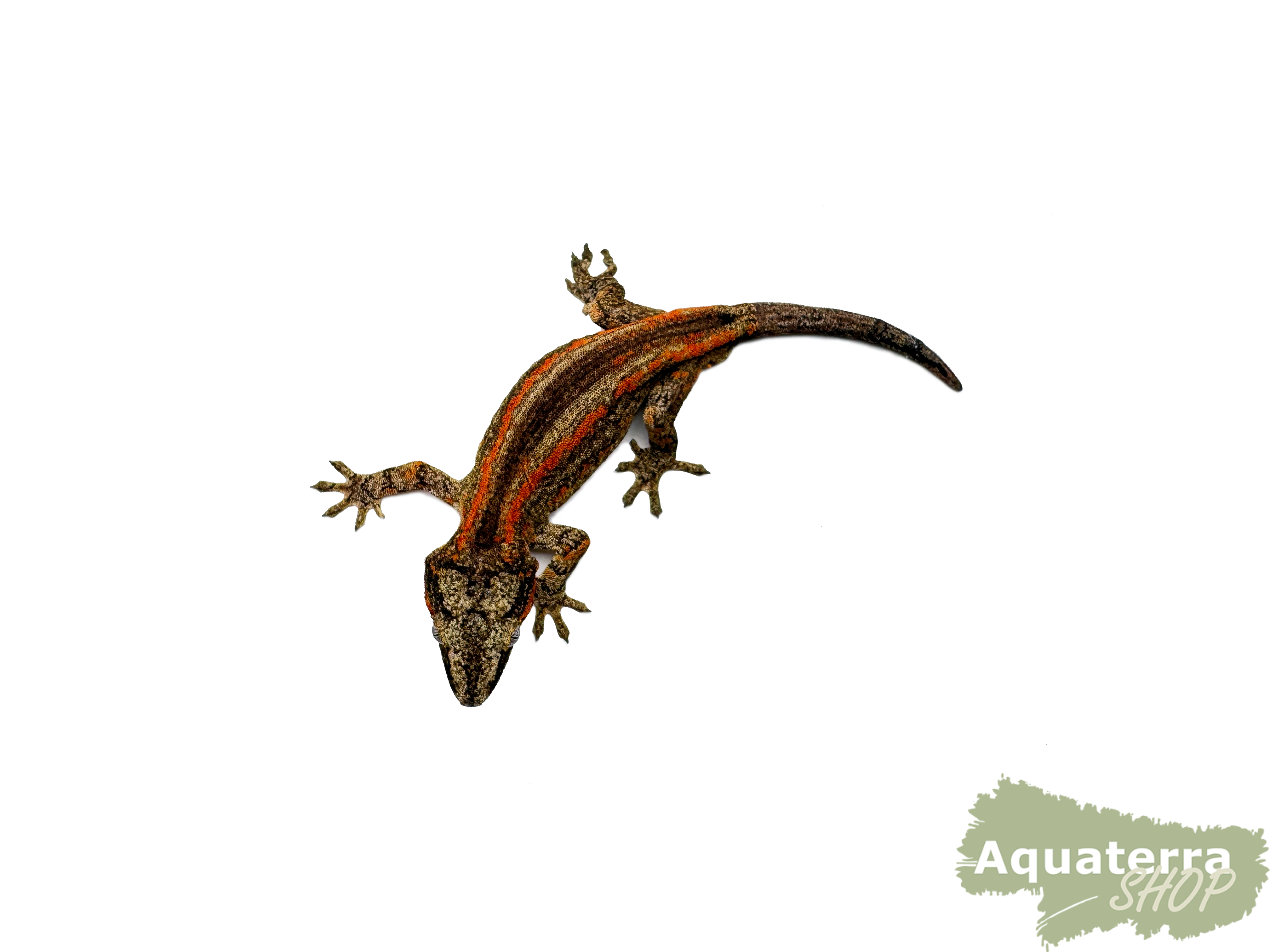 Rhacodactylus auriculatus, Höckerkopfgecko