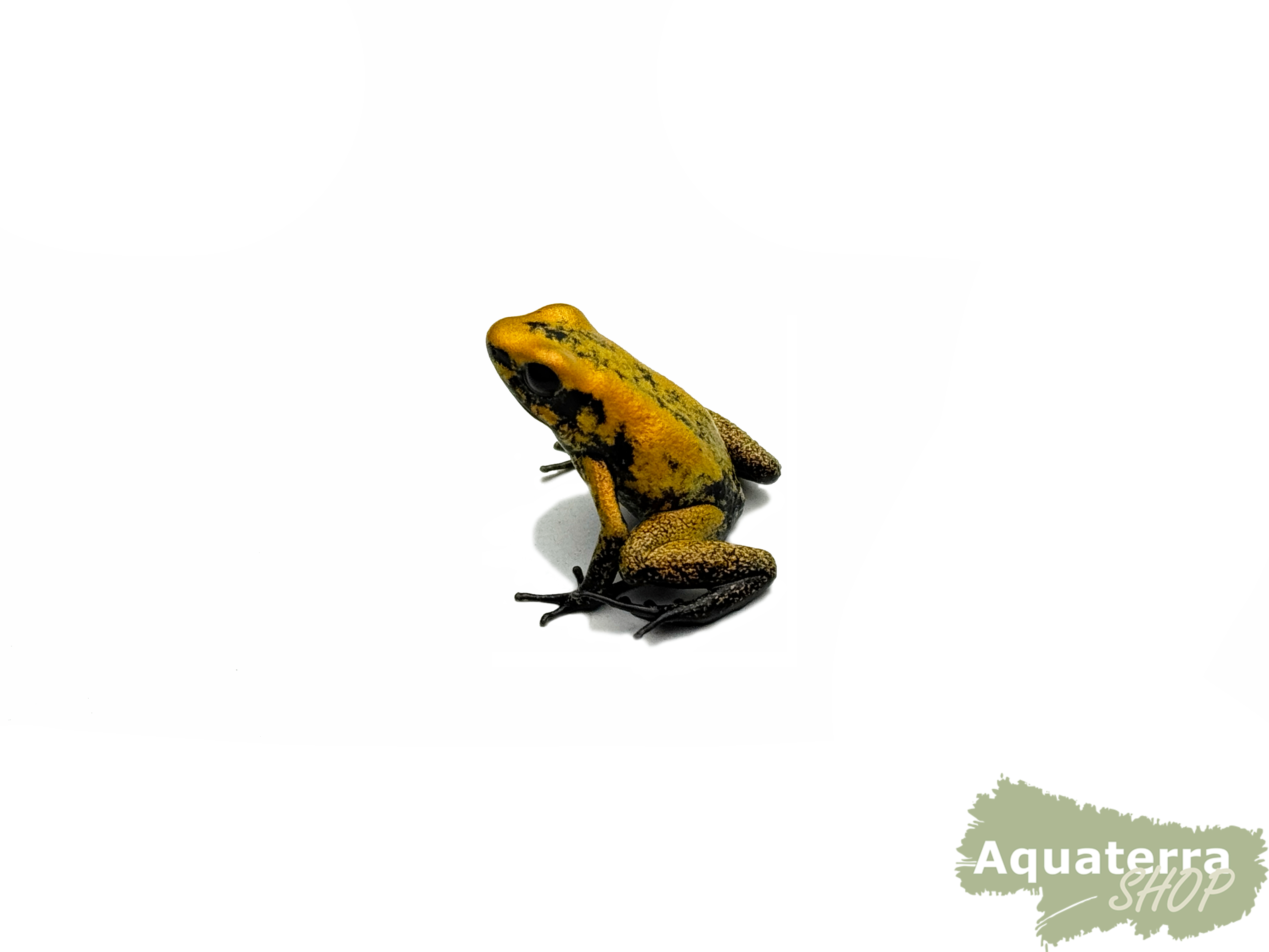 Phyllobates terribilis, schrecklicher Pfeilgiftfrosch